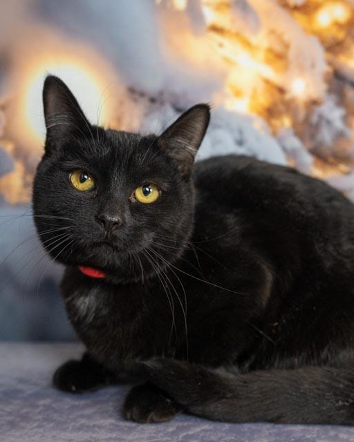 Enlarge Faye, an adoptable Domestic Medium Hair in Lapeer, MI image 3/5