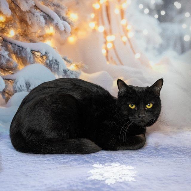 Enlarge Faye, an adoptable Domestic Medium Hair in Lapeer, MI image 4/5