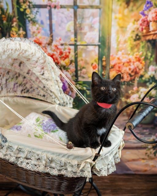 Enlarge Faye, an adoptable Domestic Medium Hair in Lapeer, MI image 4/5