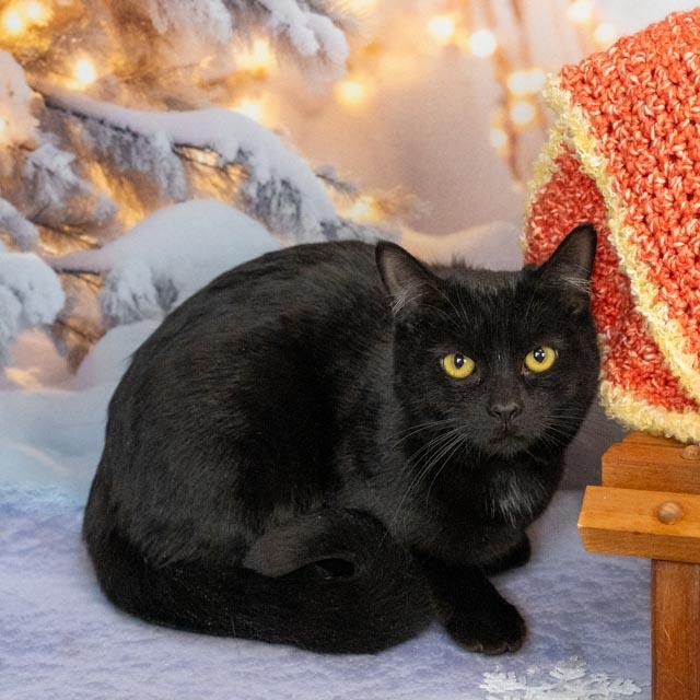 Enlarge Faye, an adoptable Domestic Medium Hair in Lapeer, MI image 1/5