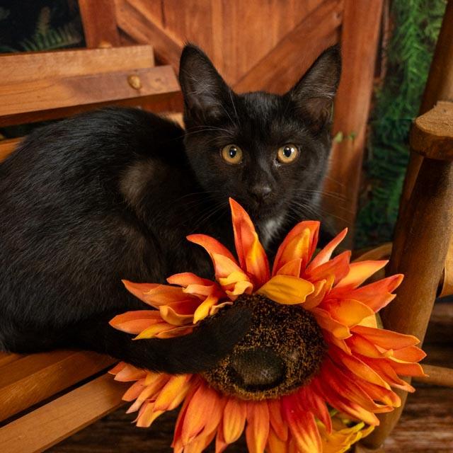 Enlarge Faye, an adoptable Domestic Medium Hair in Lapeer, MI image 5/5