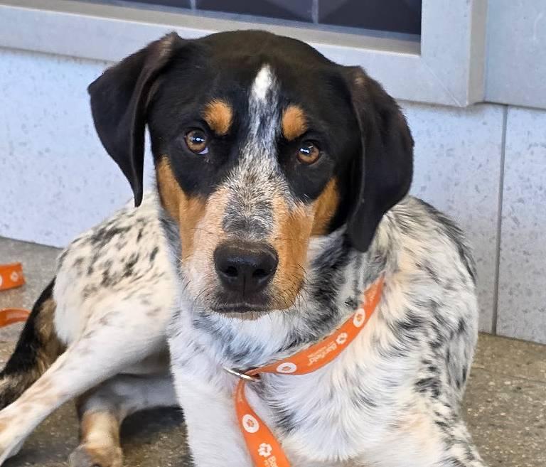 Betsy, ADOPTABLE, Young Male Bluetick Coonhound & Australian Cattle Dog / Blue Heeler.