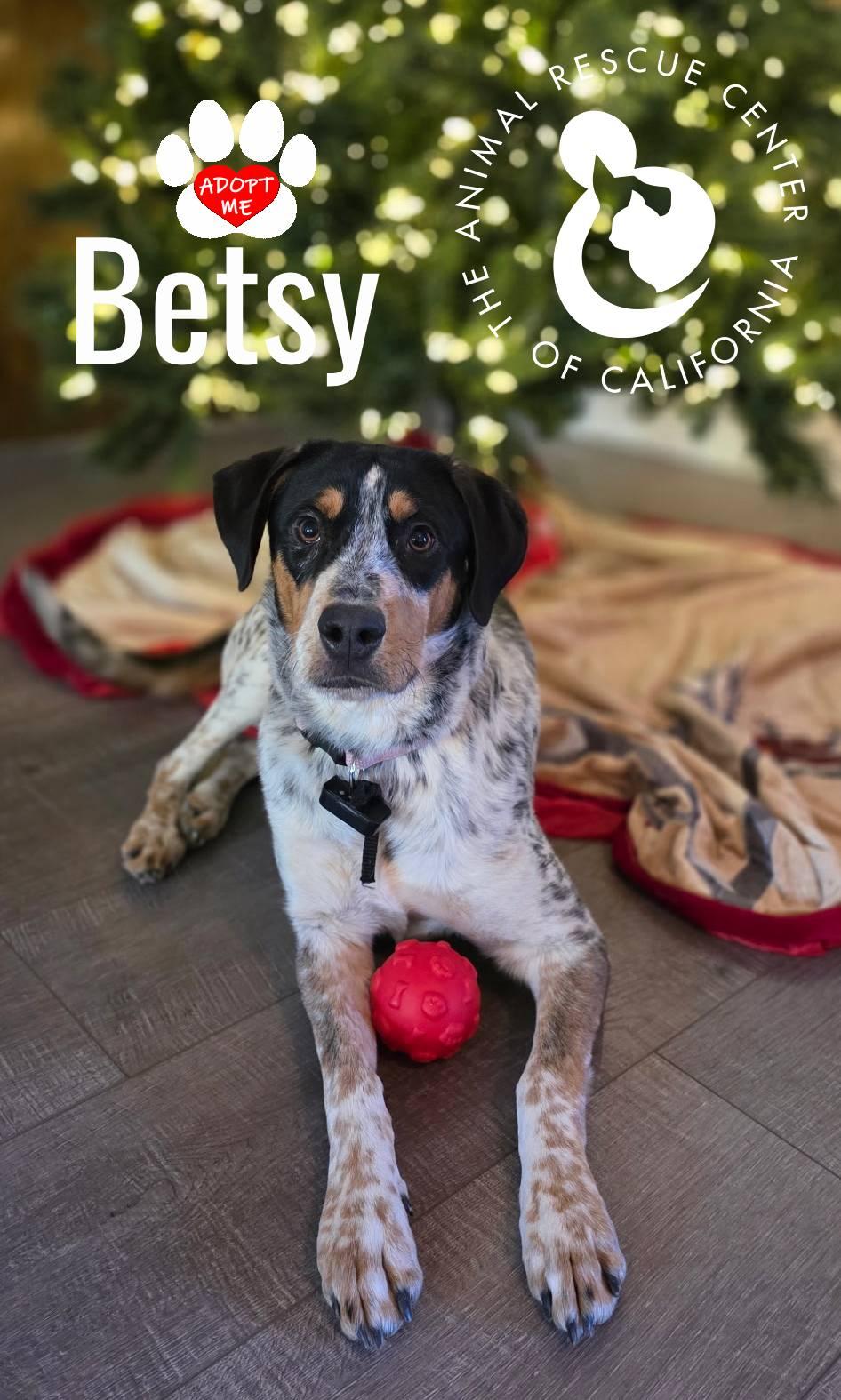 Enlarge Betsy, a ADOPTABLE mixed breed in Coachella, CA image 4/4