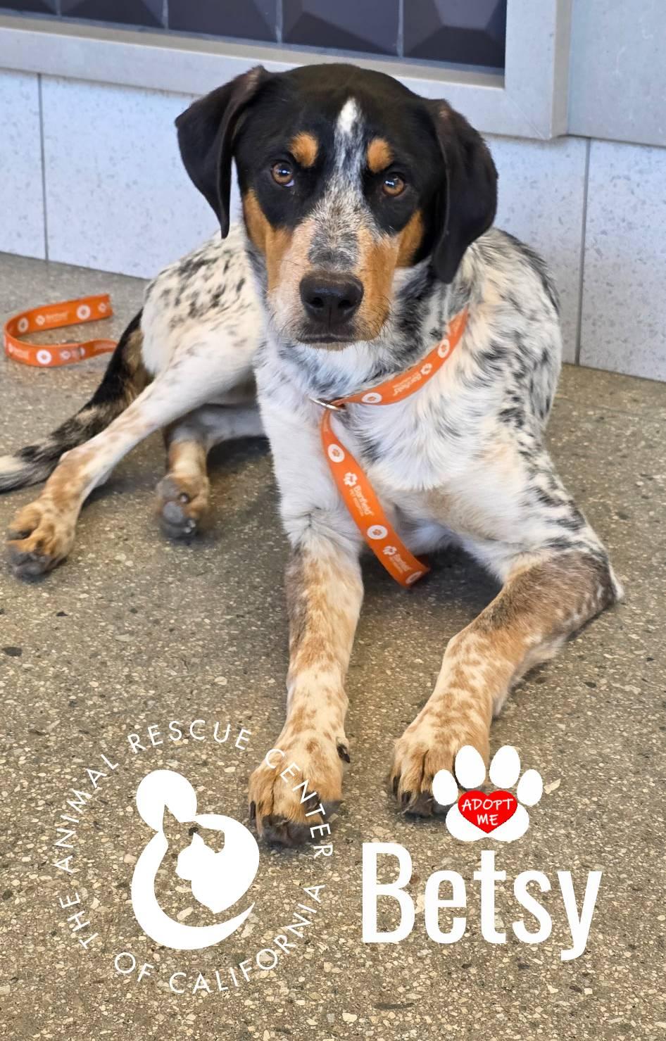 Enlarge Betsy, a ADOPTABLE mixed breed in Coachella, CA image 2/4