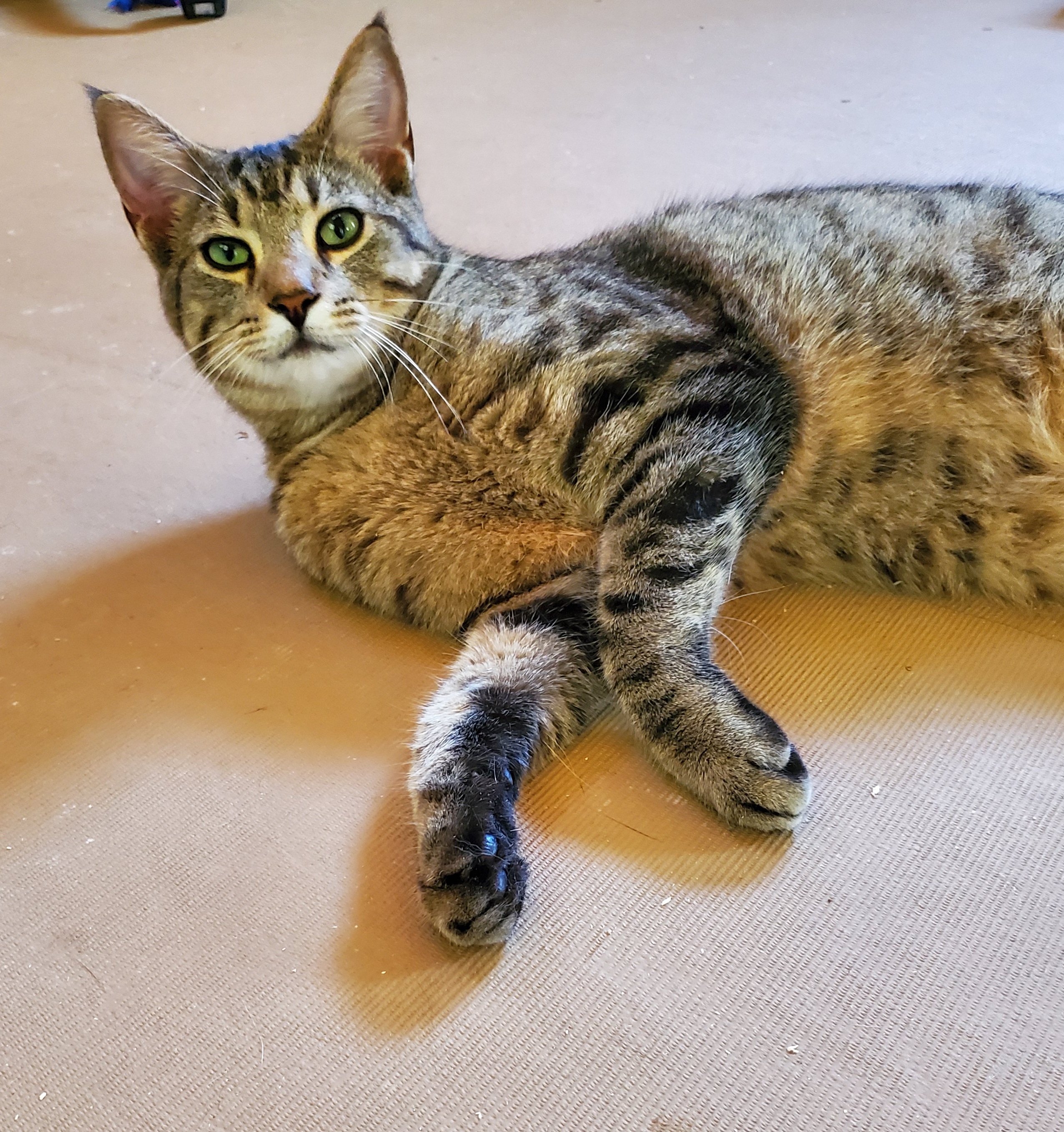 Enlarge Zenith, a Adoptable Domestic Short Hair in Camden, TN image 2/5