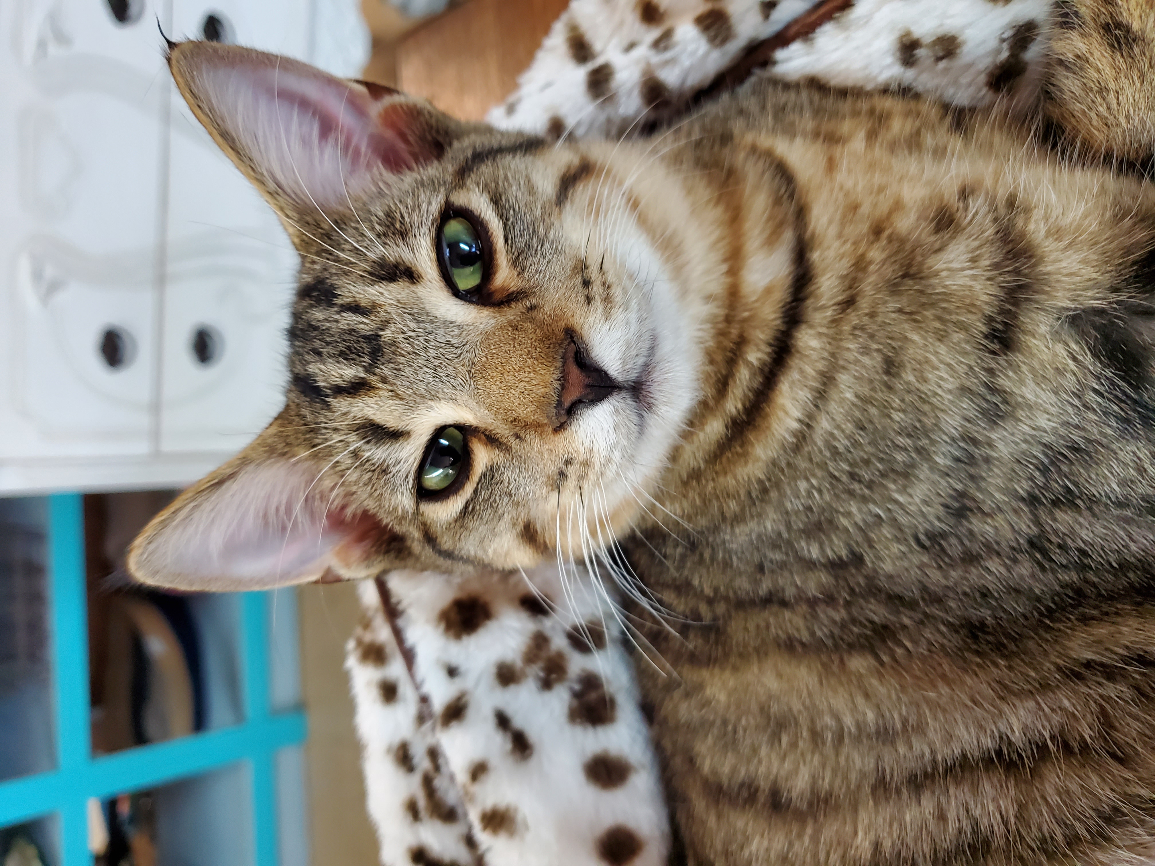 Enlarge Zenith, a Adoptable Domestic Short Hair in Camden, TN image 1/5