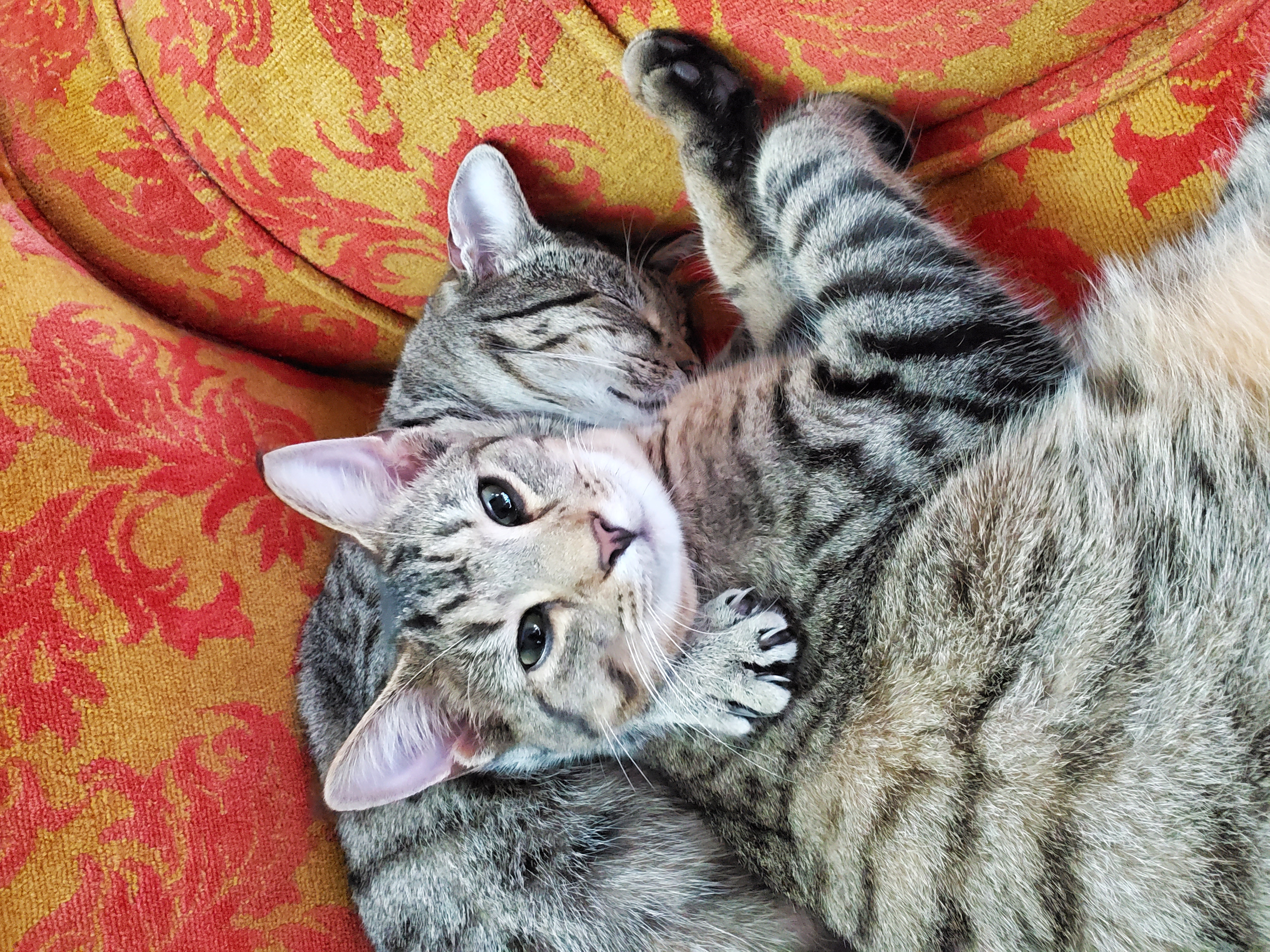 Enlarge Zenith, a Adoptable Domestic Short Hair in Camden, TN image 3/5