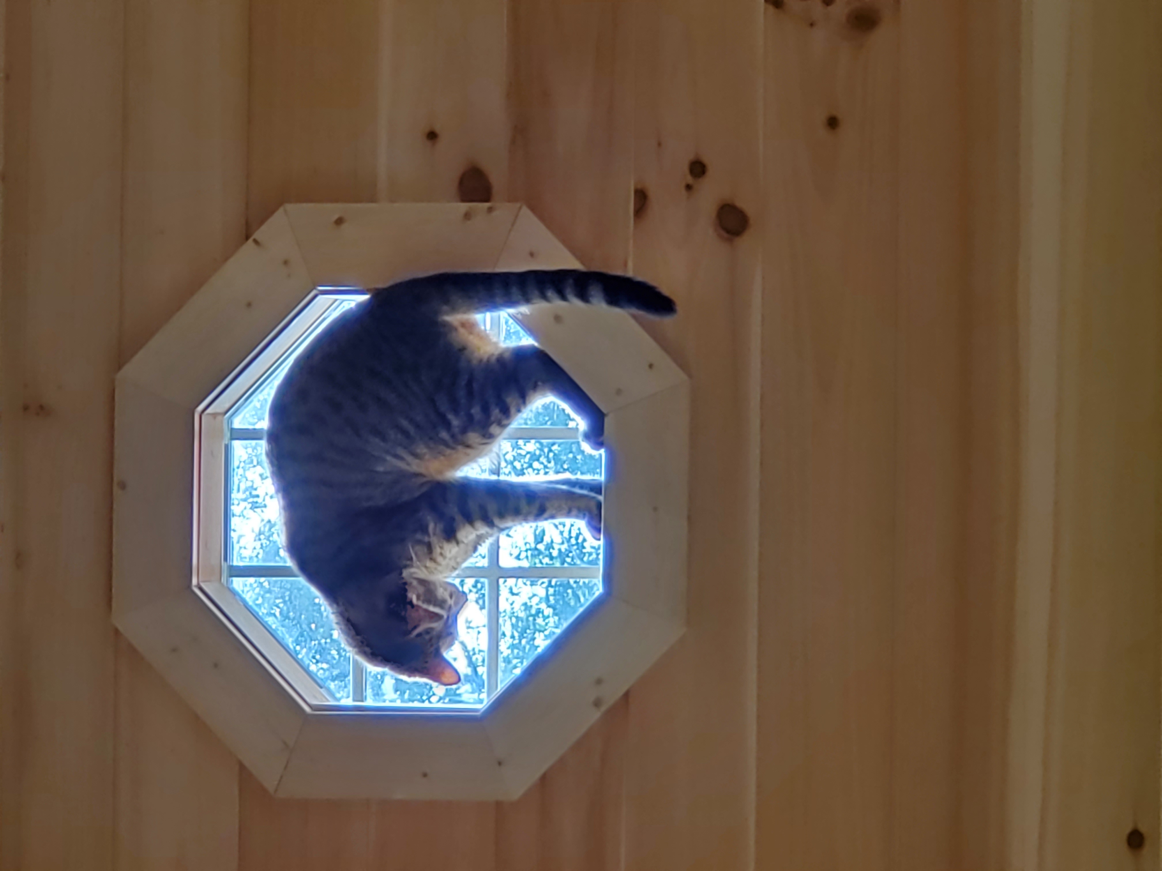 Enlarge Zenith, a Adoptable Domestic Short Hair in Camden, TN image 5/5