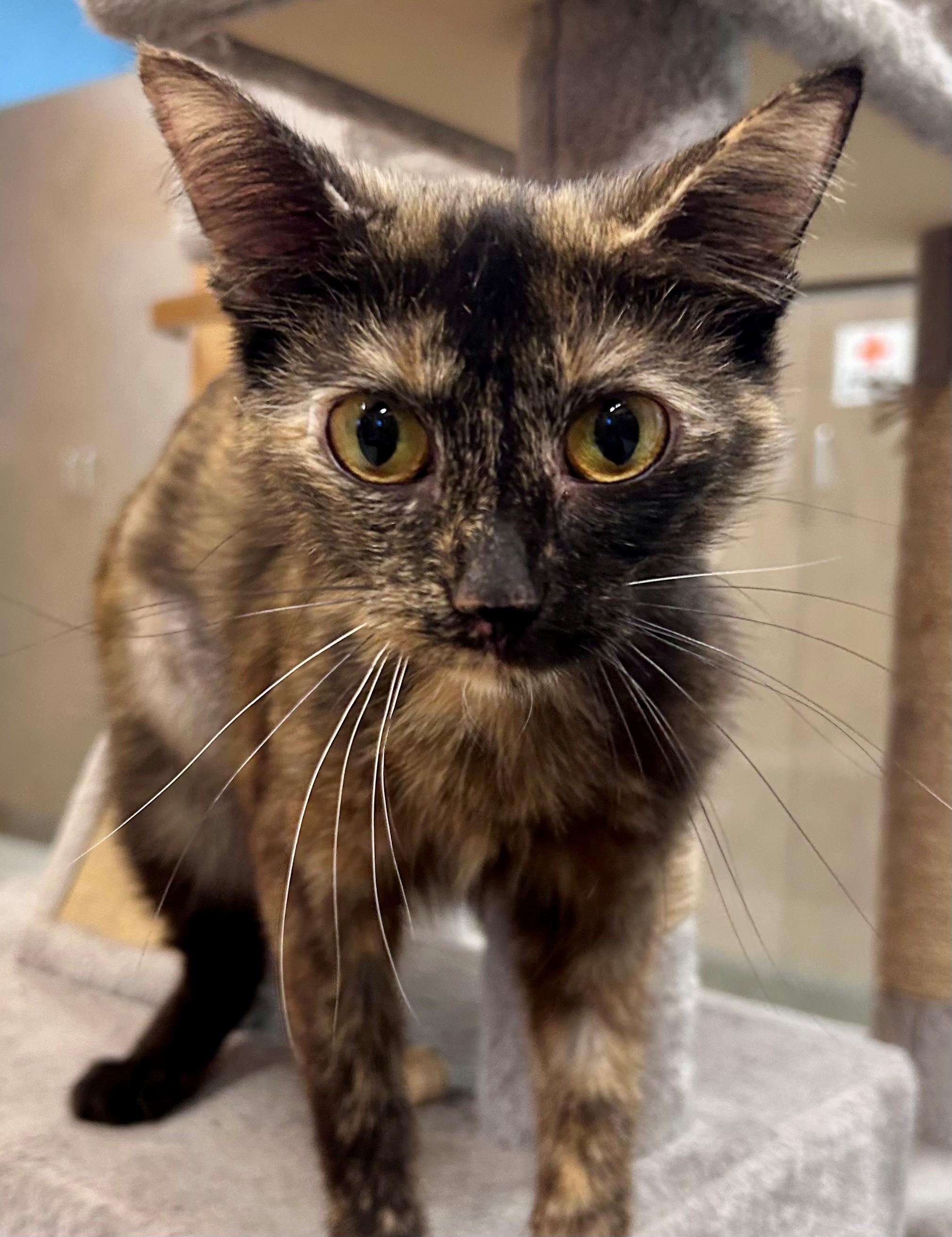 Patricia, Adoptable, Adult Female Tortoiseshell.