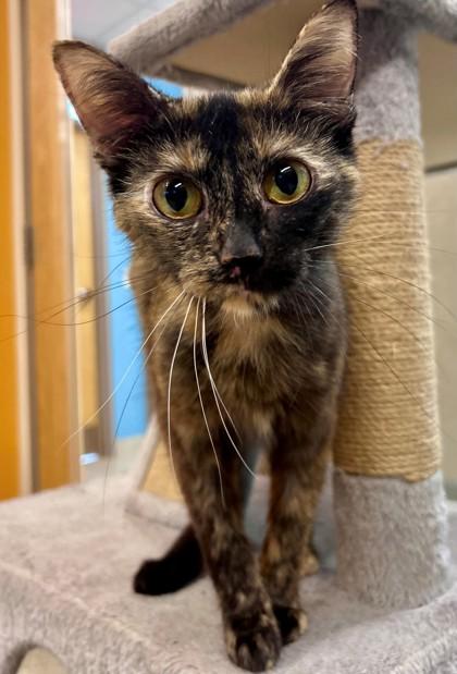 Enlarge Patricia, a Adoptable Tortoiseshell in Downers Grove, IL image 3/3