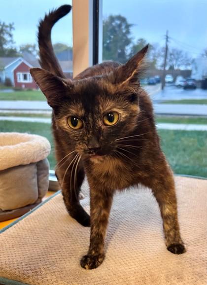 Enlarge Patricia, a Adoptable Tortoiseshell in Downers Grove, IL image 2/3