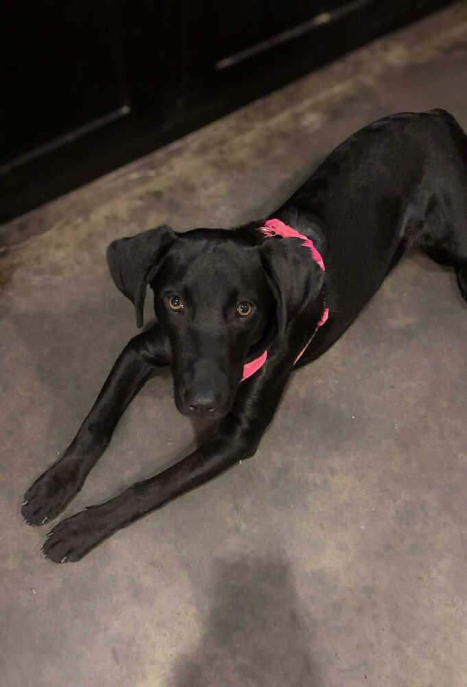 DJ, Adoptable, Young Female Labrador Retriever.