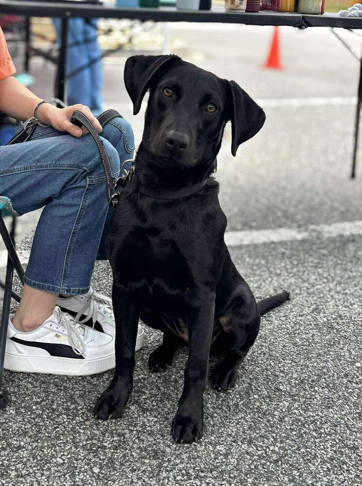 Enlarge DJ, a Adoptable mixed breed in Statesboro, GA image 3/4