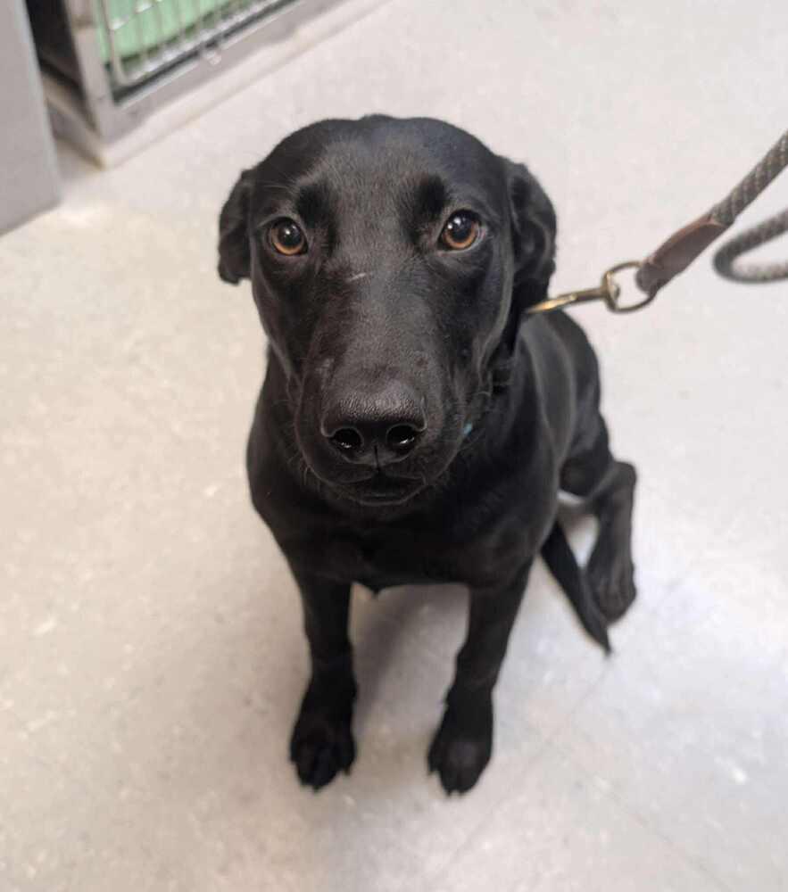 Enlarge DJ, a Adoptable mixed breed in Statesboro, GA image 4/4