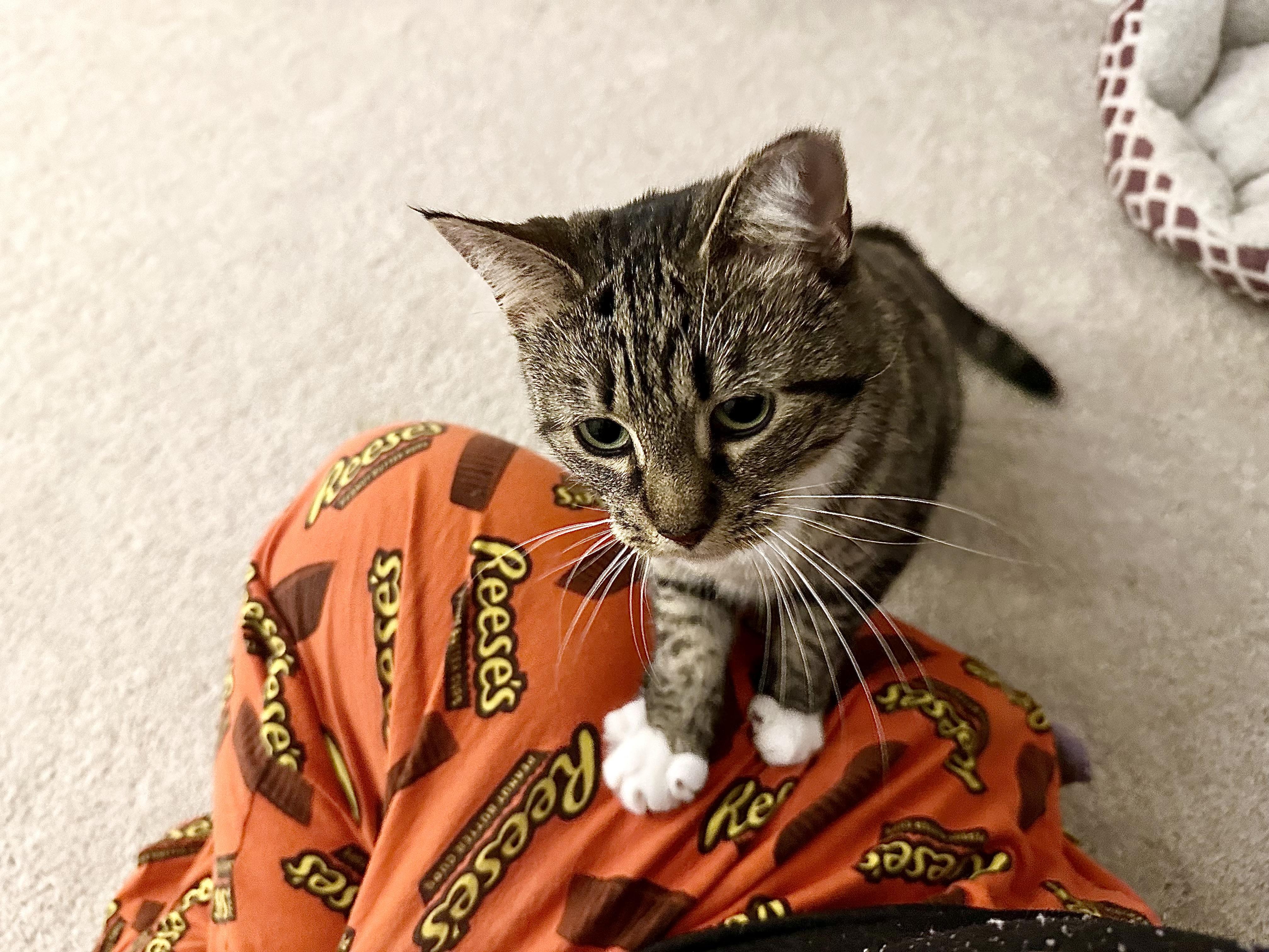 Shoyu, Adoptable, Adult Female Domestic Short Hair.