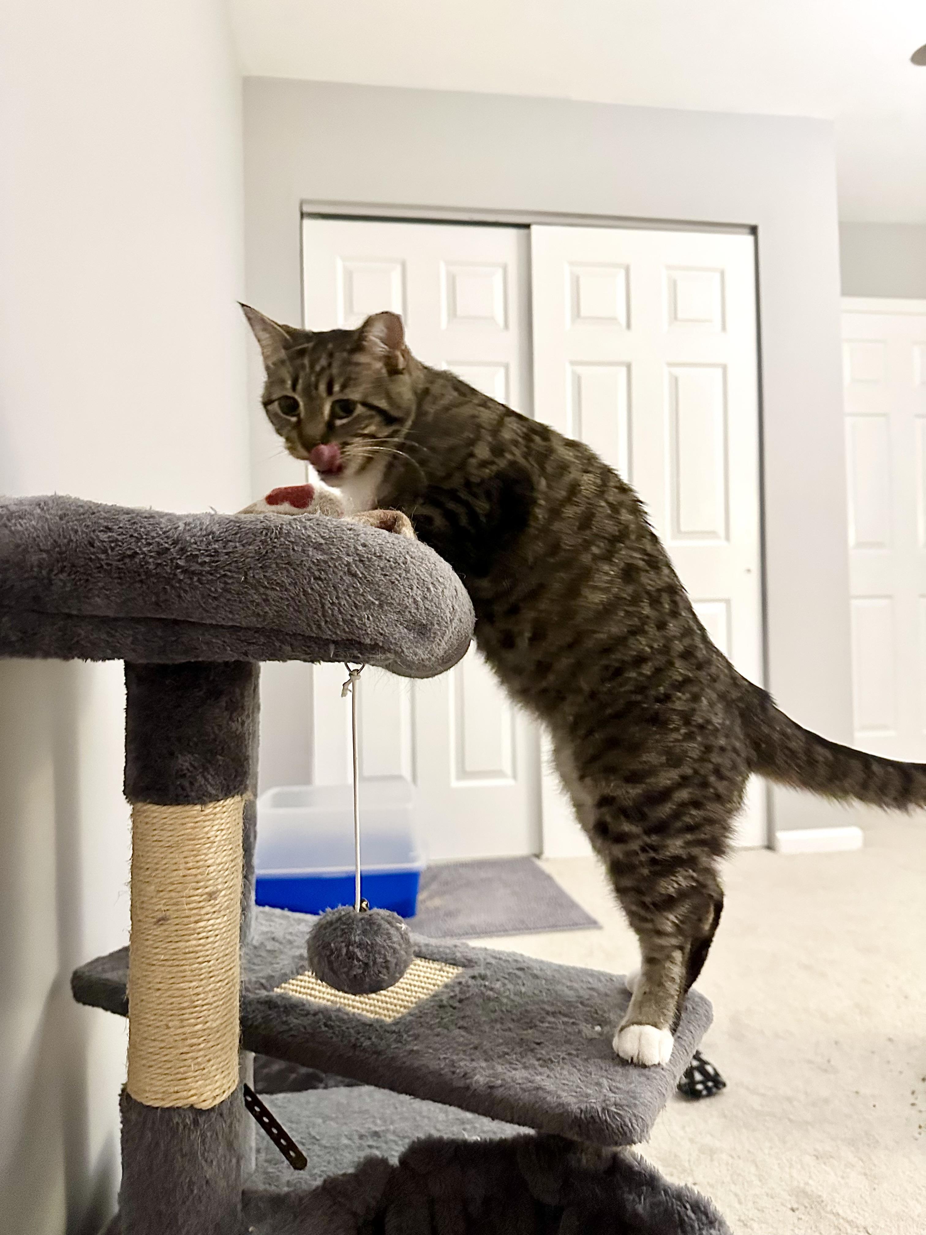 Enlarge Shoyu, a Adoptable Domestic Short Hair in Elkton, MD image 2/4