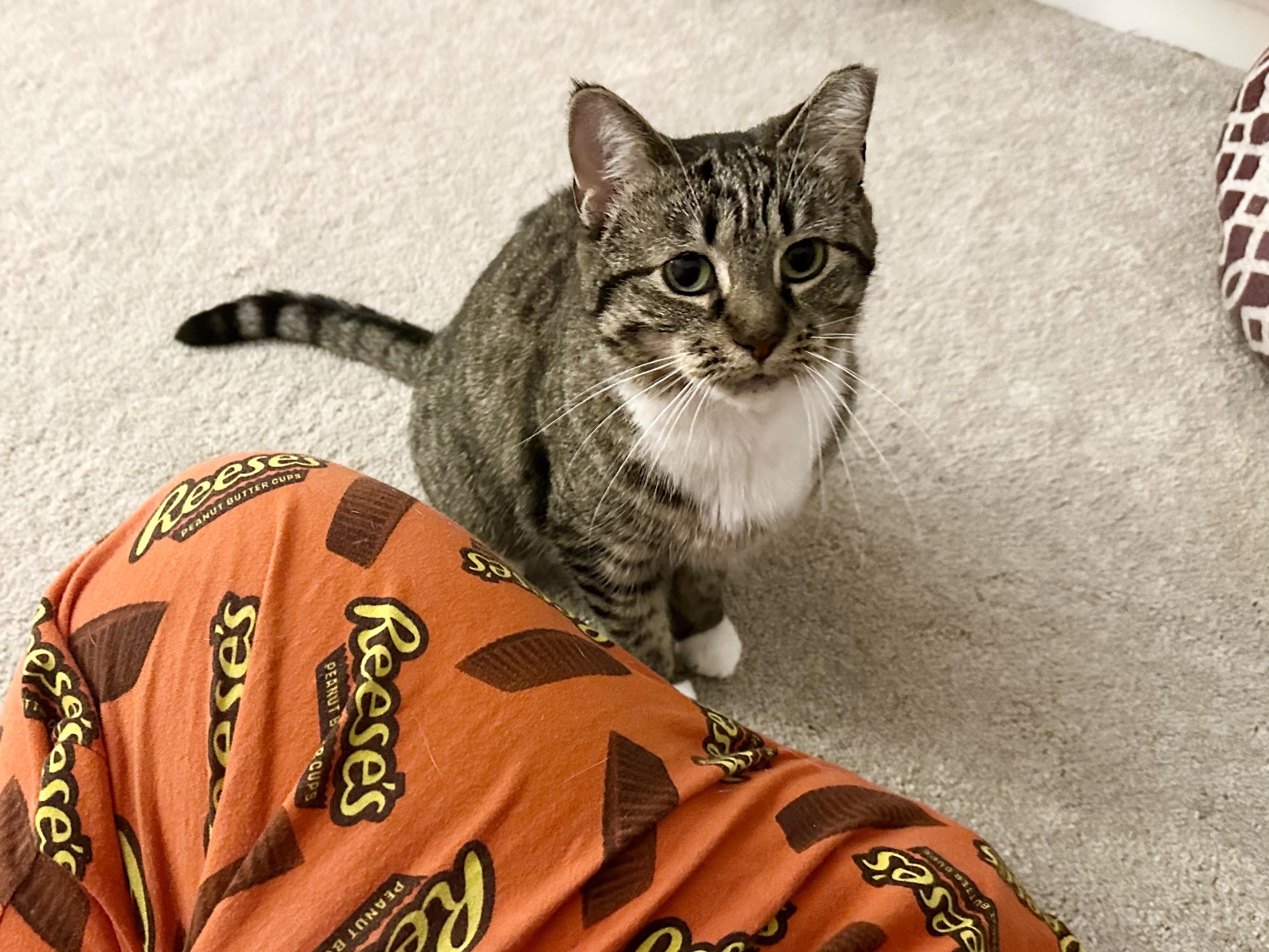 Enlarge Shoyu, a Adoptable Domestic Short Hair in Elkton, MD image 3/4