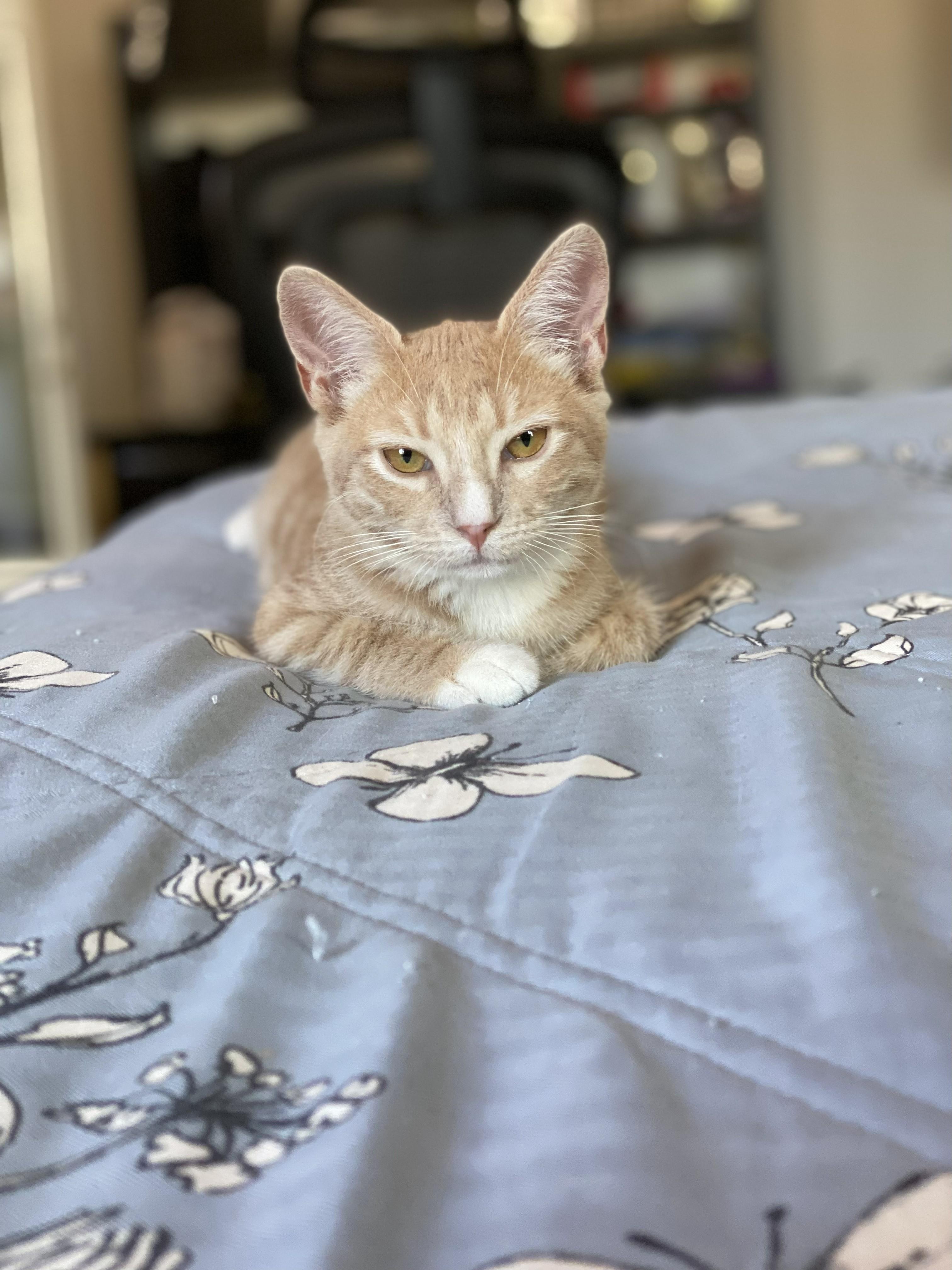 Bonnie, a Adoptable mixed breed in Monrovia , CA image 4/4