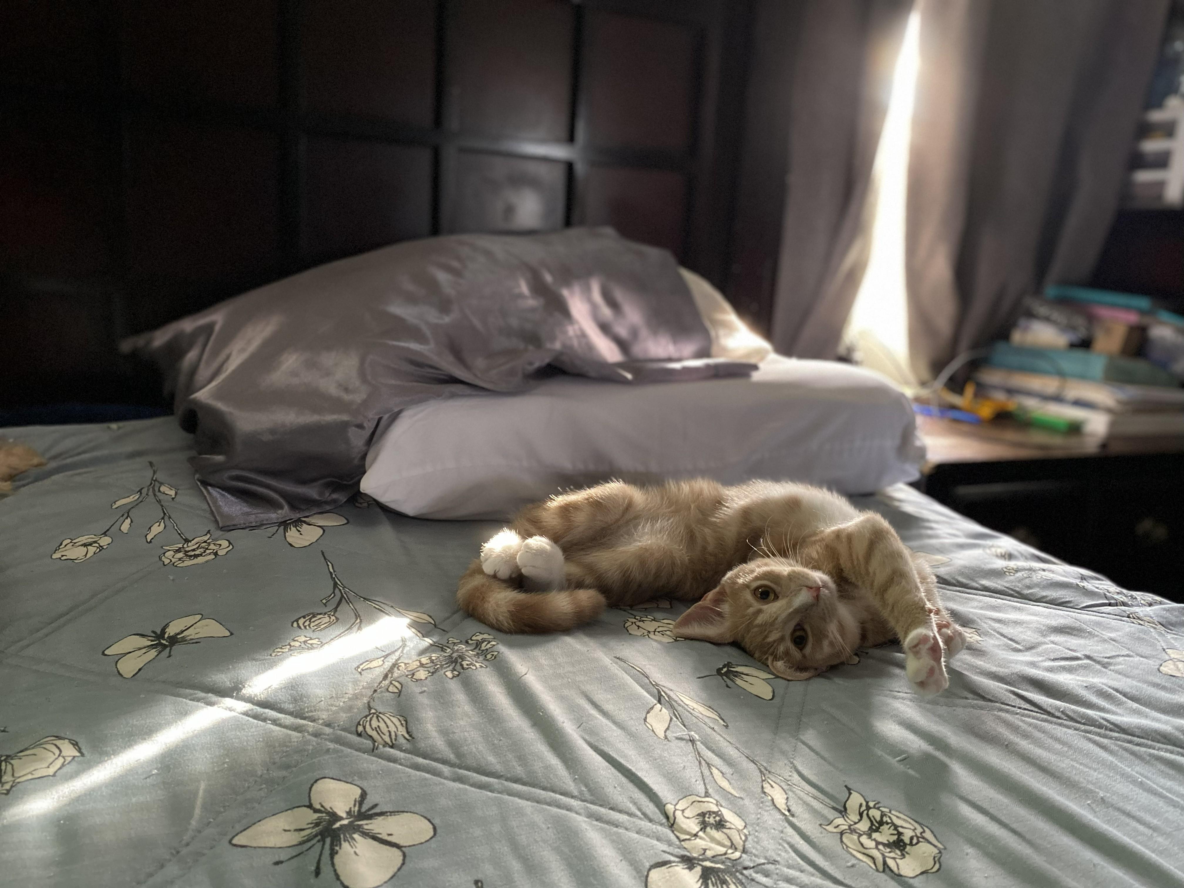 Bonnie, Adoptable, Young Female Tabby.