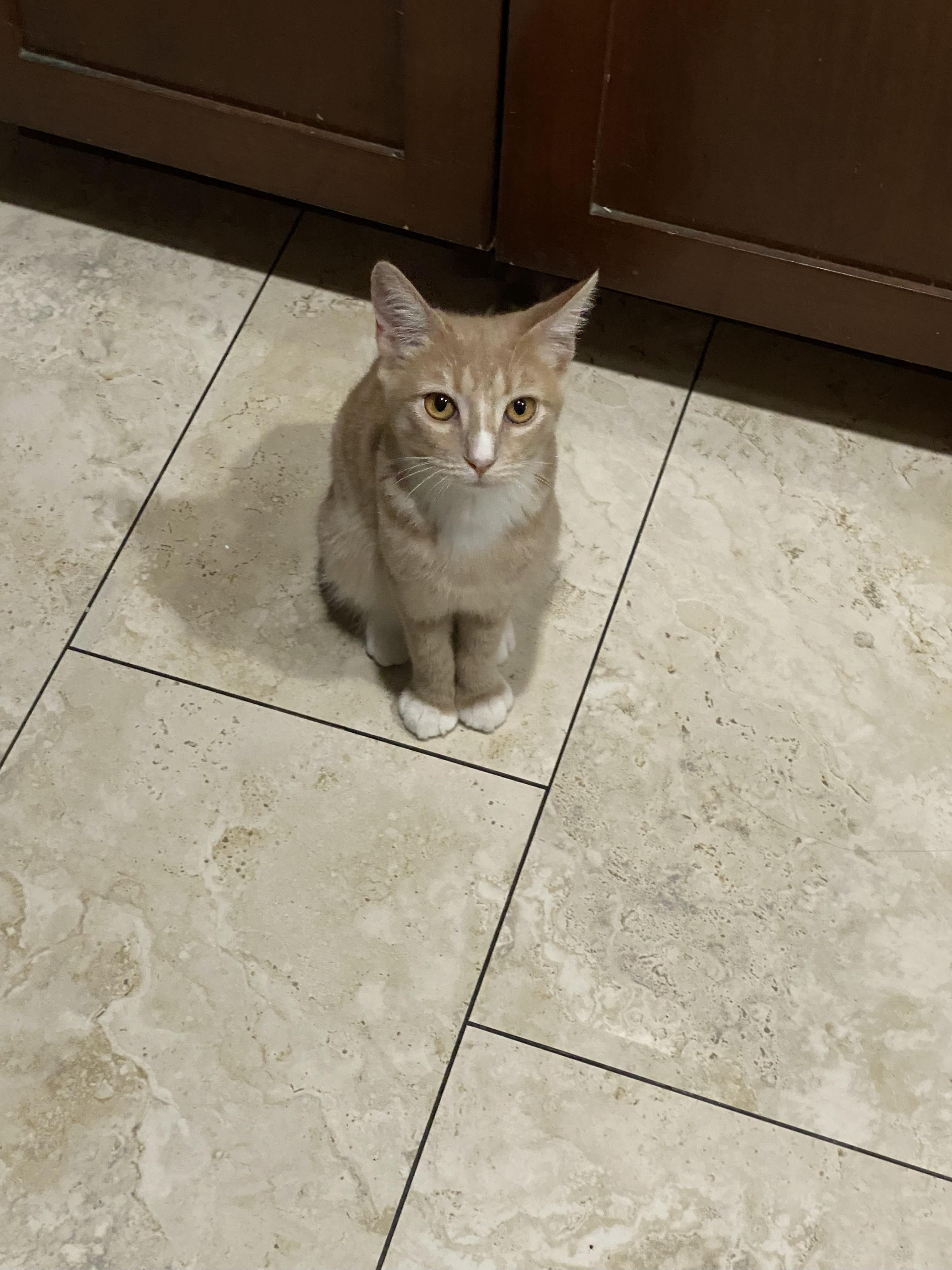 Bonnie, a Adoptable mixed breed in Monrovia , CA image 3/4