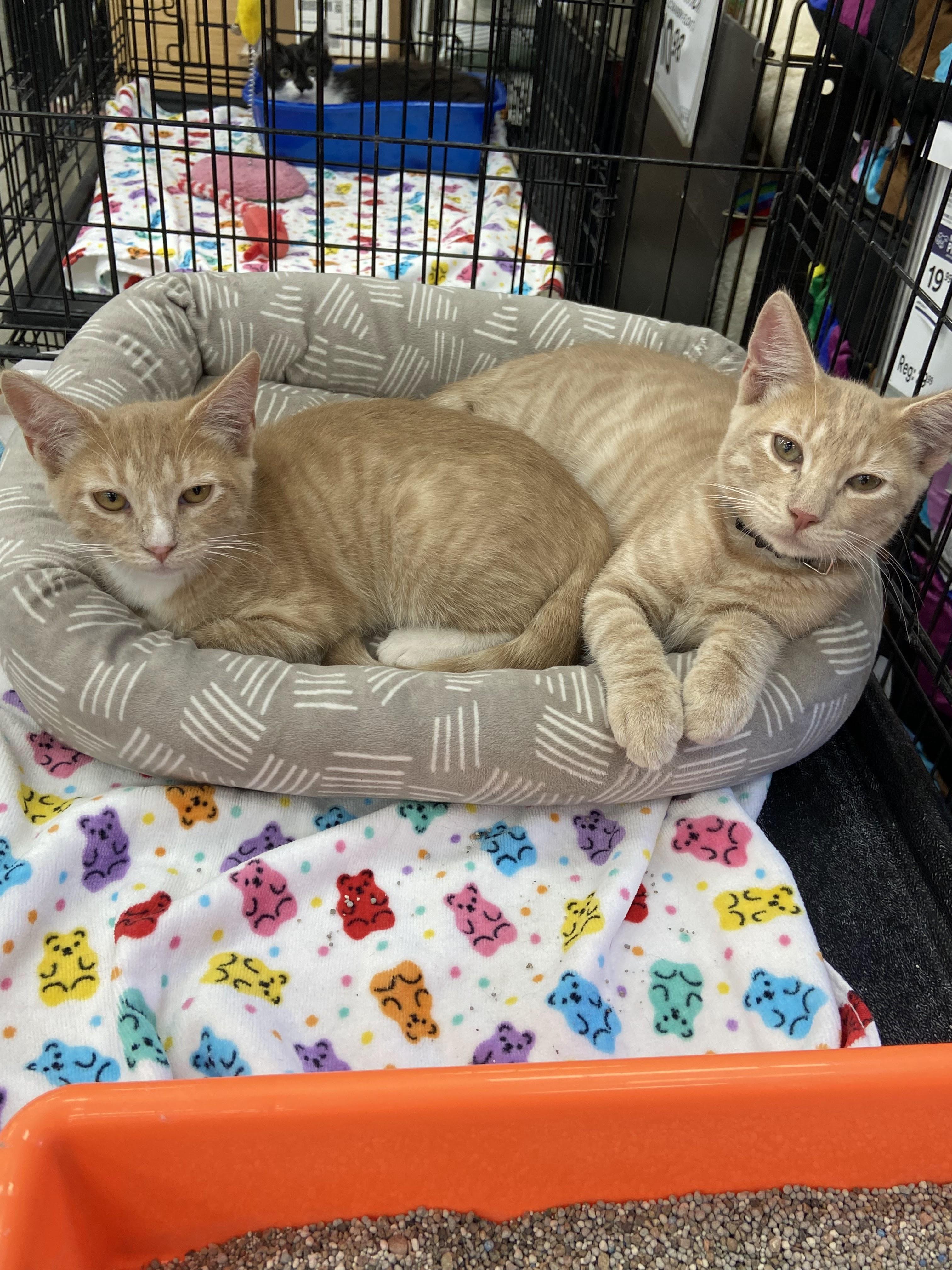 Bonnie, Adoptable, Young Female Tabby.