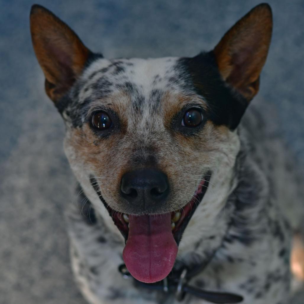 Wrangler, Adoptable, Young Male Australian Cattle Dog / Blue Heeler.
