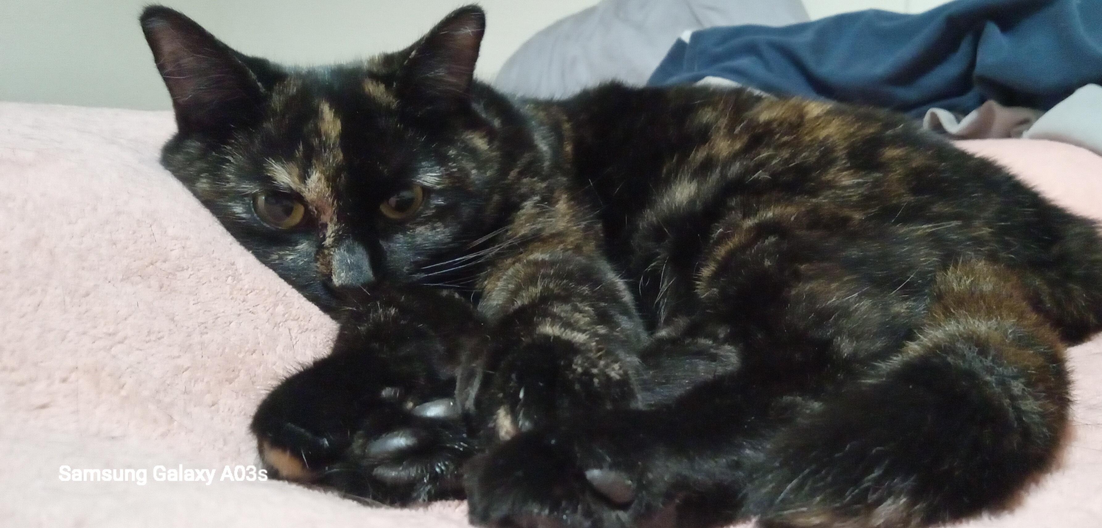 Chirp, a ADOPTABLE Domestic Short Hair in Grifton, NC image 1/4
