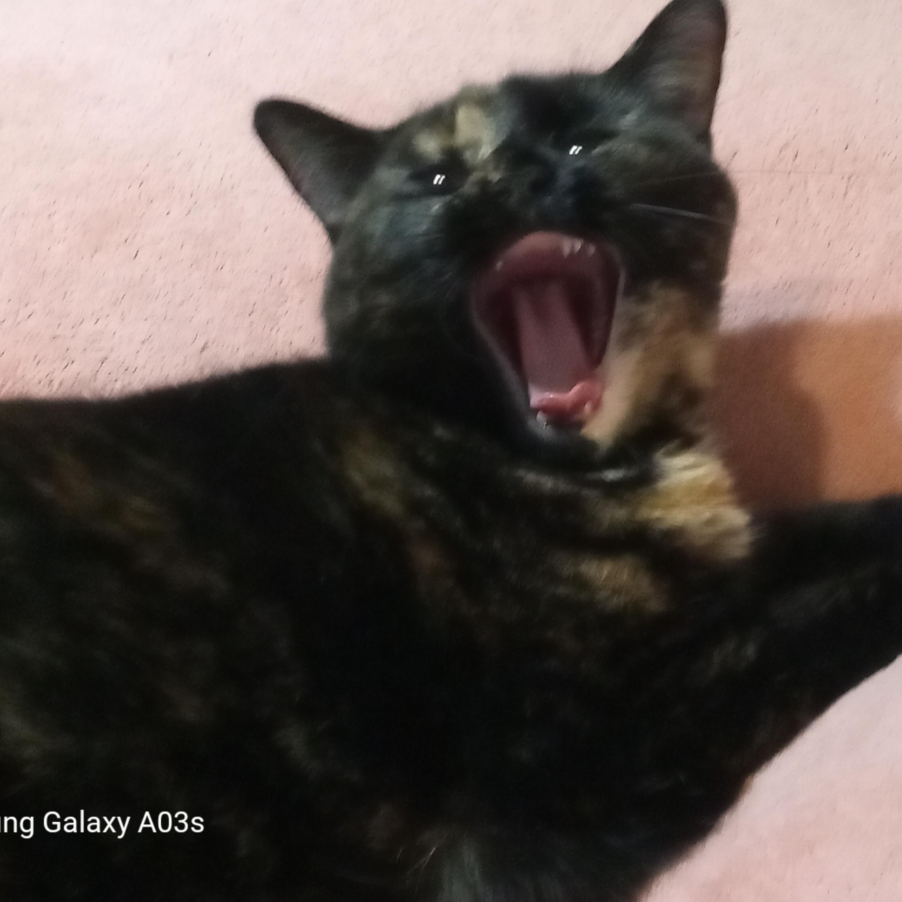 Chirp, a ADOPTABLE Domestic Short Hair in Grifton, NC image 2/4