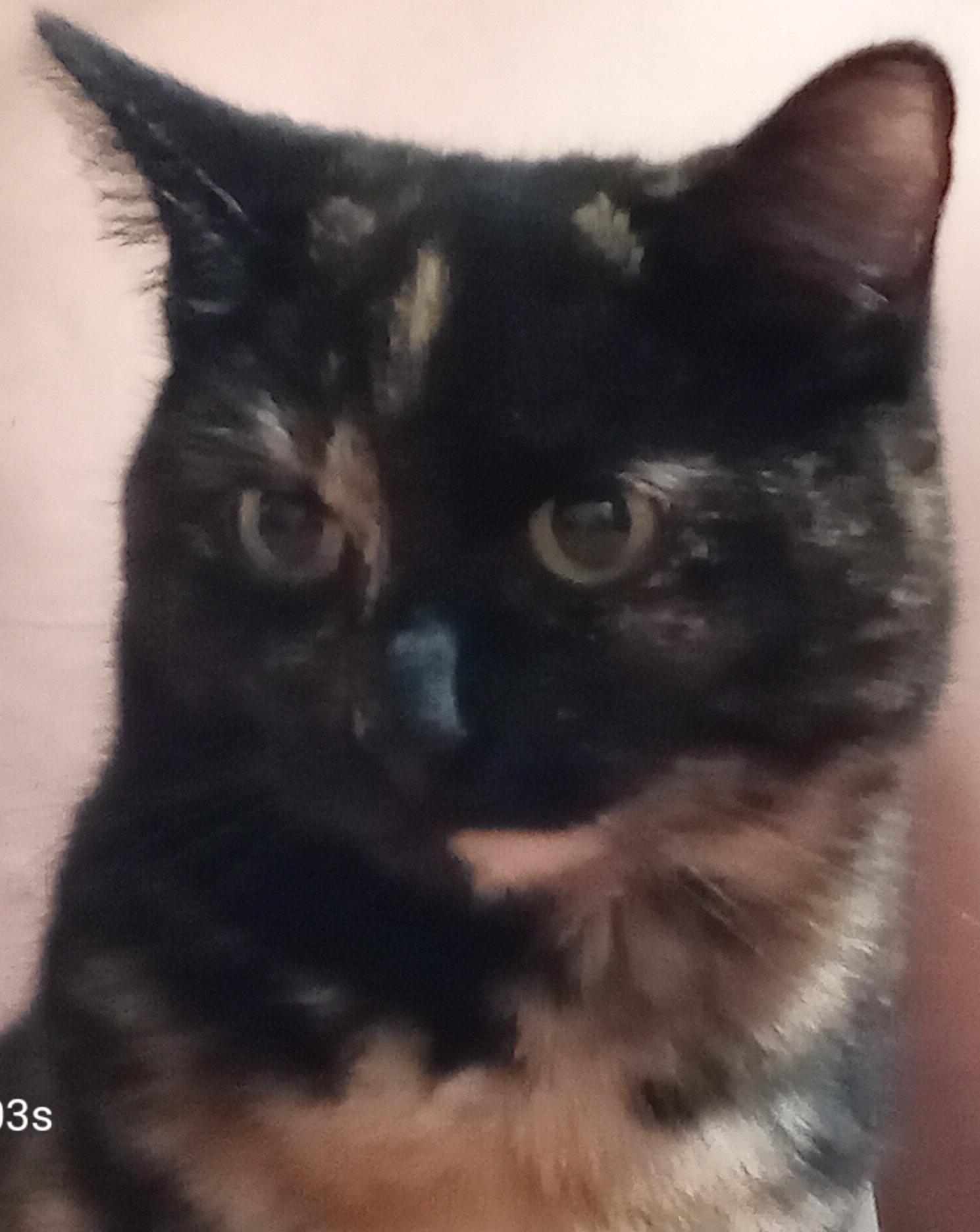 Chirp, a ADOPTABLE Domestic Short Hair in Grifton, NC image 3/4