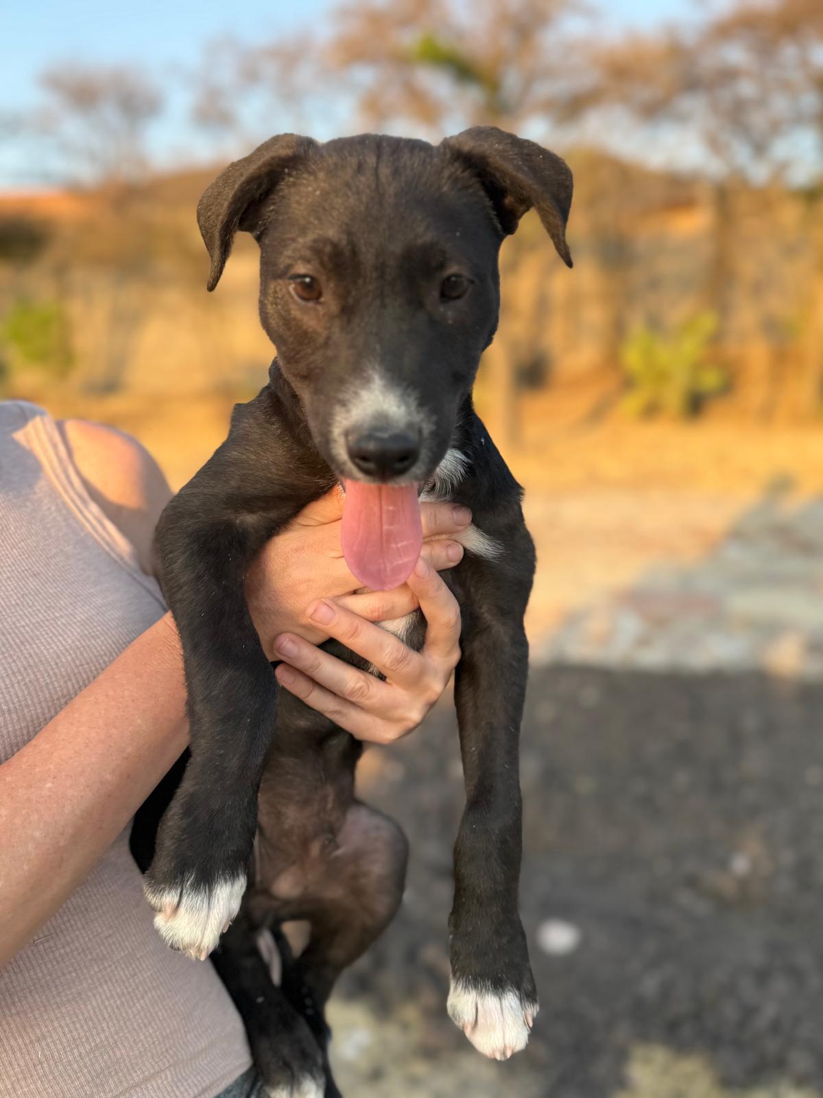 Champ — thumbnail 5