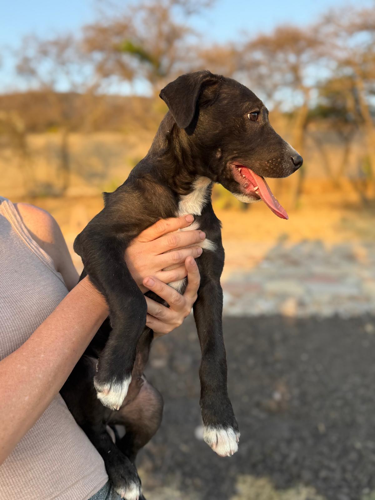 Champ — thumbnail 6