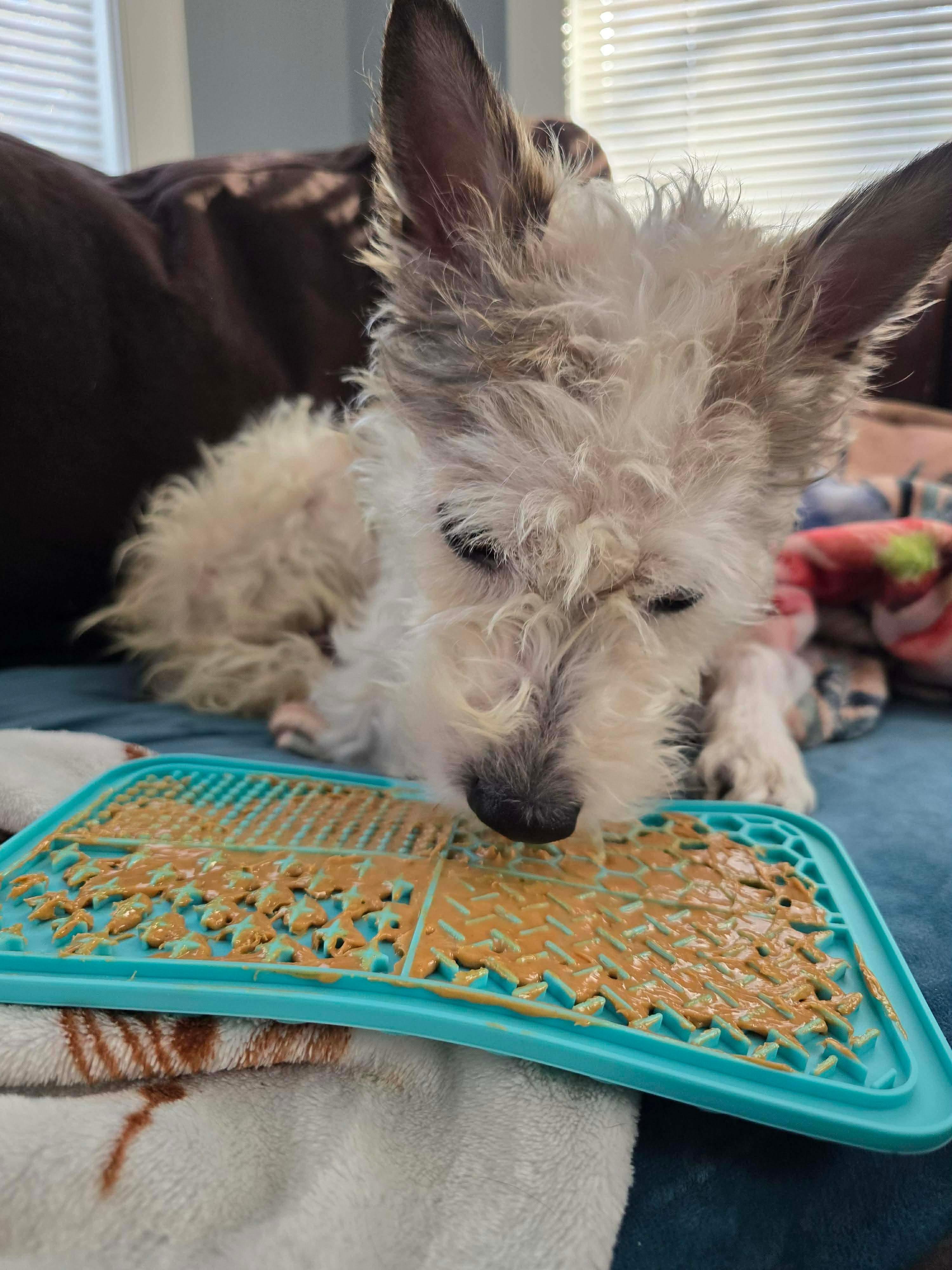 Enlarge Mister Man, an adopted Terrier in Portland, ME image 4/5