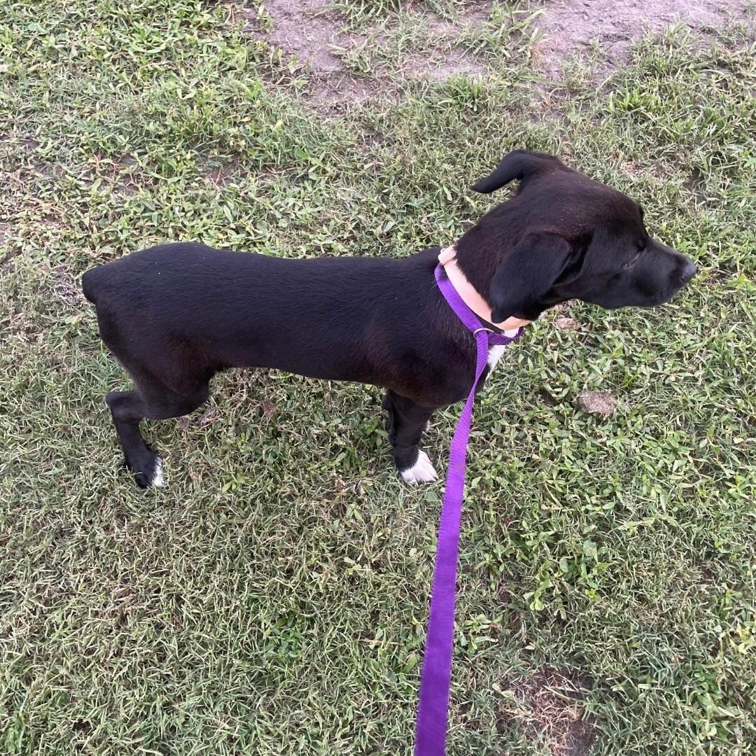 May, a ADOPTABLE mixed breed in Conway, SC image 2/3