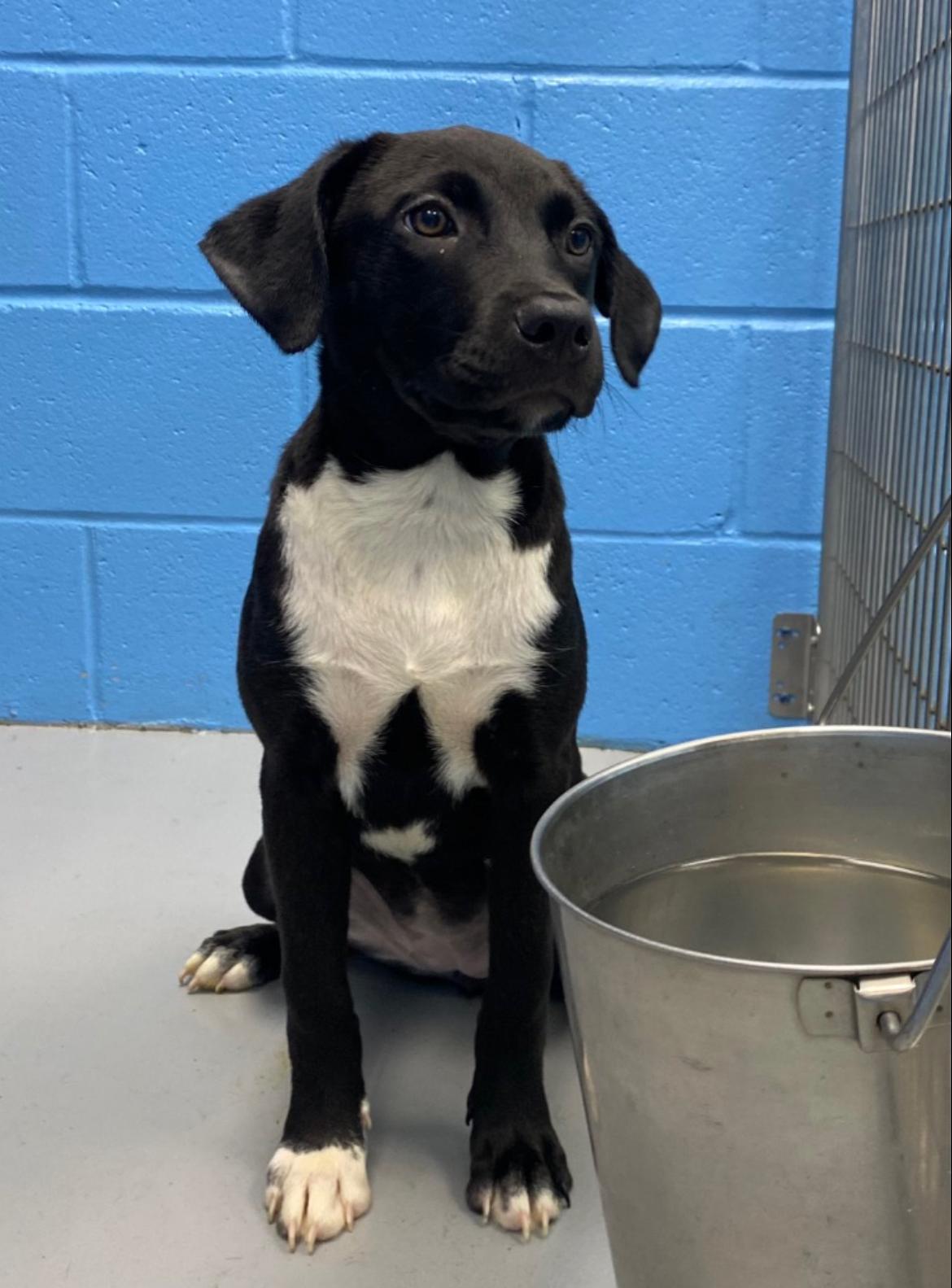May, ADOPTABLE, Puppy Female Black Labrador Retriever.