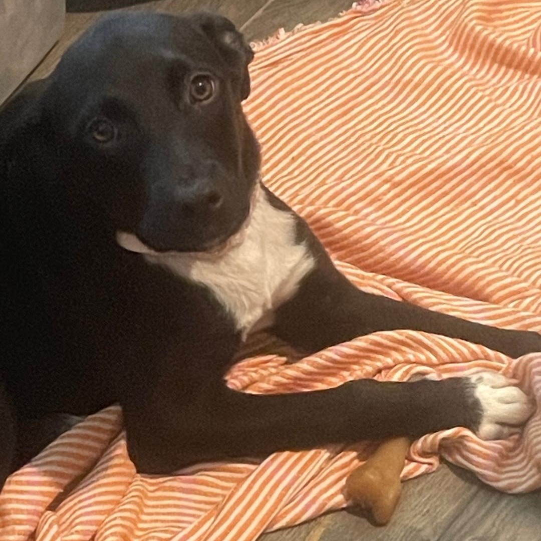 May, a ADOPTABLE mixed breed in Conway, SC image 3/3