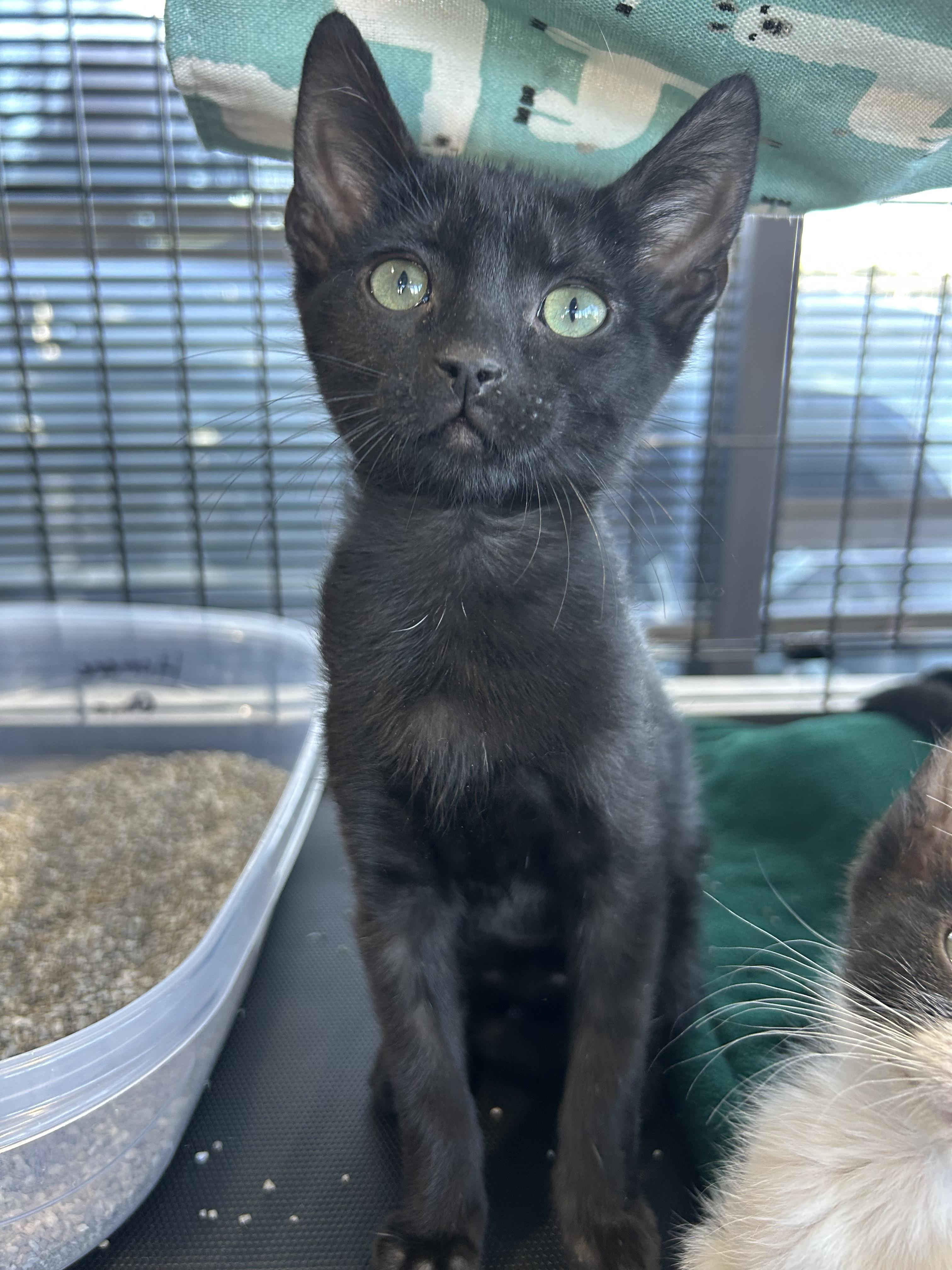 Enlarge Parsley, a Adoptable Domestic Short Hair in Toledo, OH image 1/1