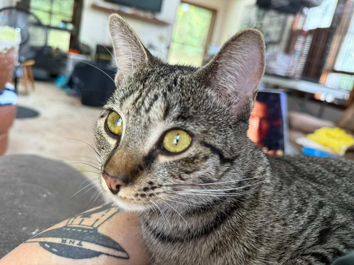 Enlarge Aurora, an adopted Domestic Short Hair in Red Hook, NY image 2/5