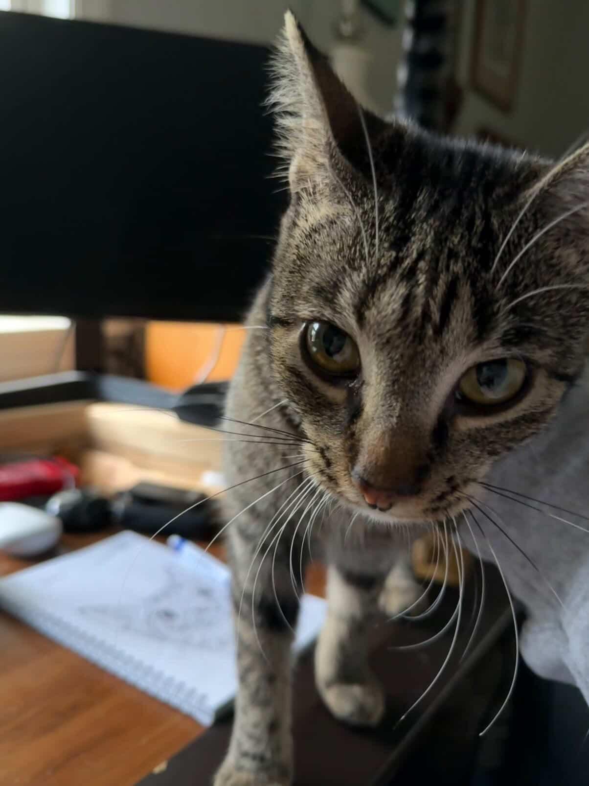 Enlarge Aurora, an adopted Domestic Short Hair in Red Hook, NY image 4/5