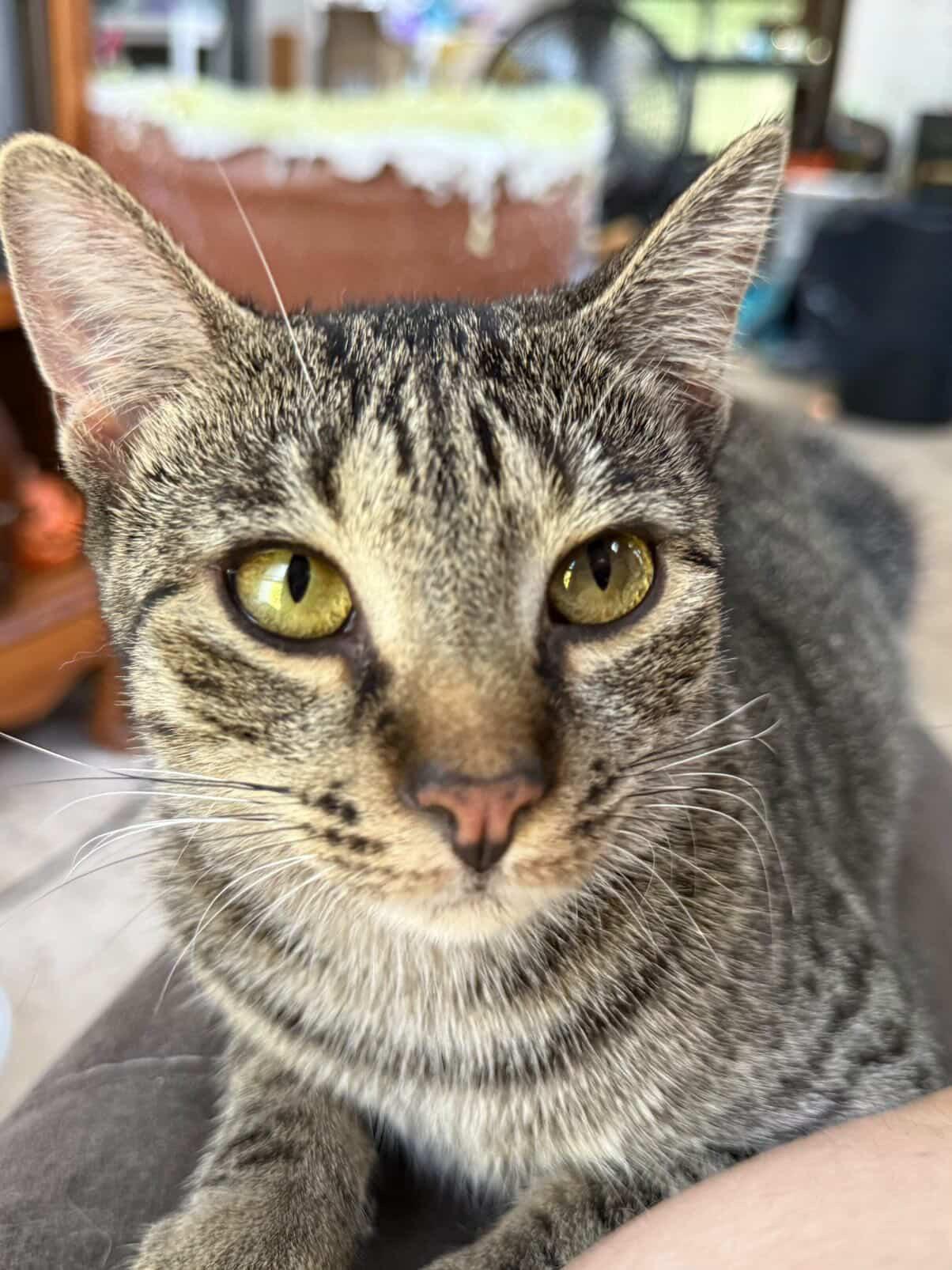 Enlarge Aurora, an adopted Domestic Short Hair in Red Hook, NY image 1/5