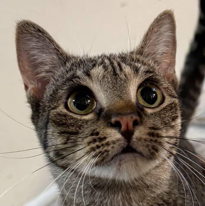 Enlarge Aurora, an adopted Domestic Short Hair in Red Hook, NY image 5/5