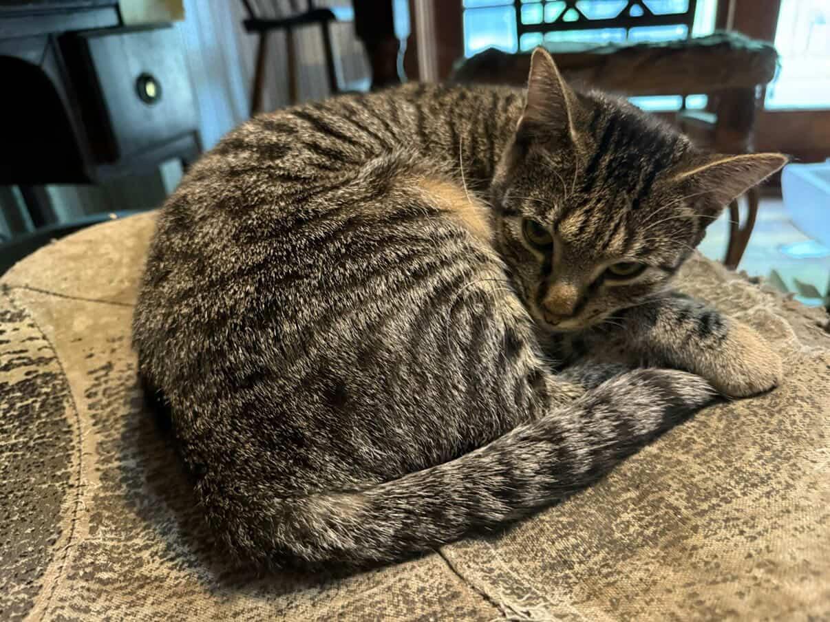 Enlarge Aurora, an adopted Domestic Short Hair in Red Hook, NY image 3/5