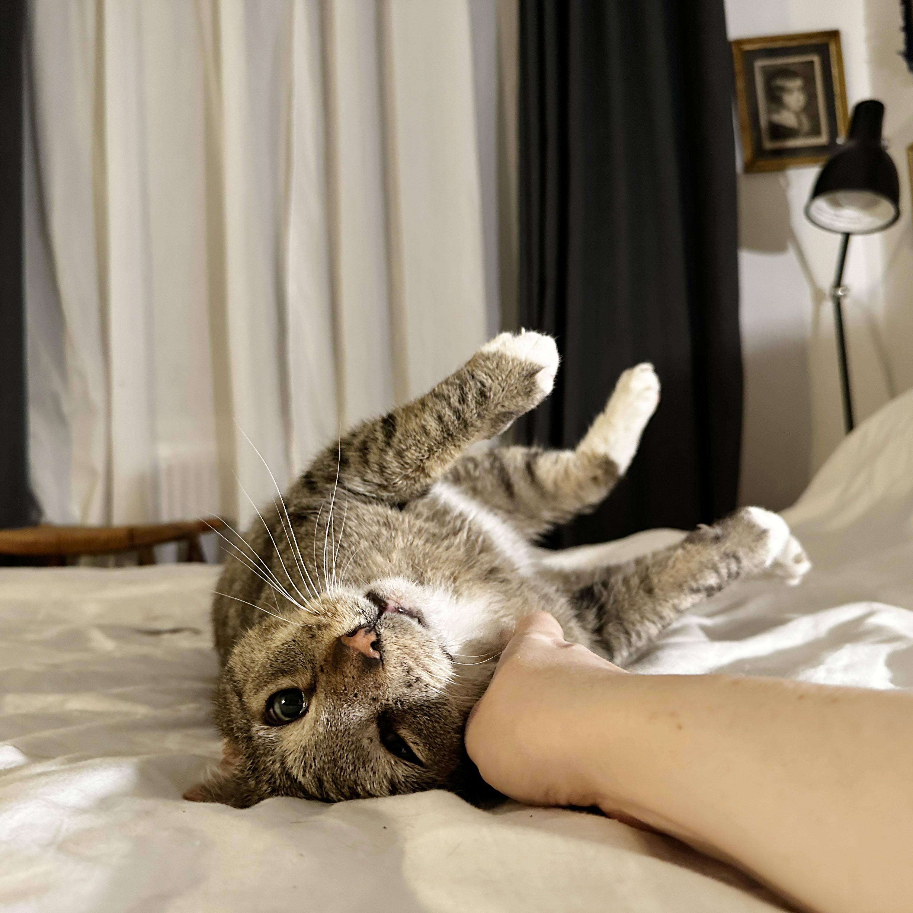 Enlarge Papa Dew, a ADOPTABLE Domestic Short Hair in BROOKLYN, NY image 5/6