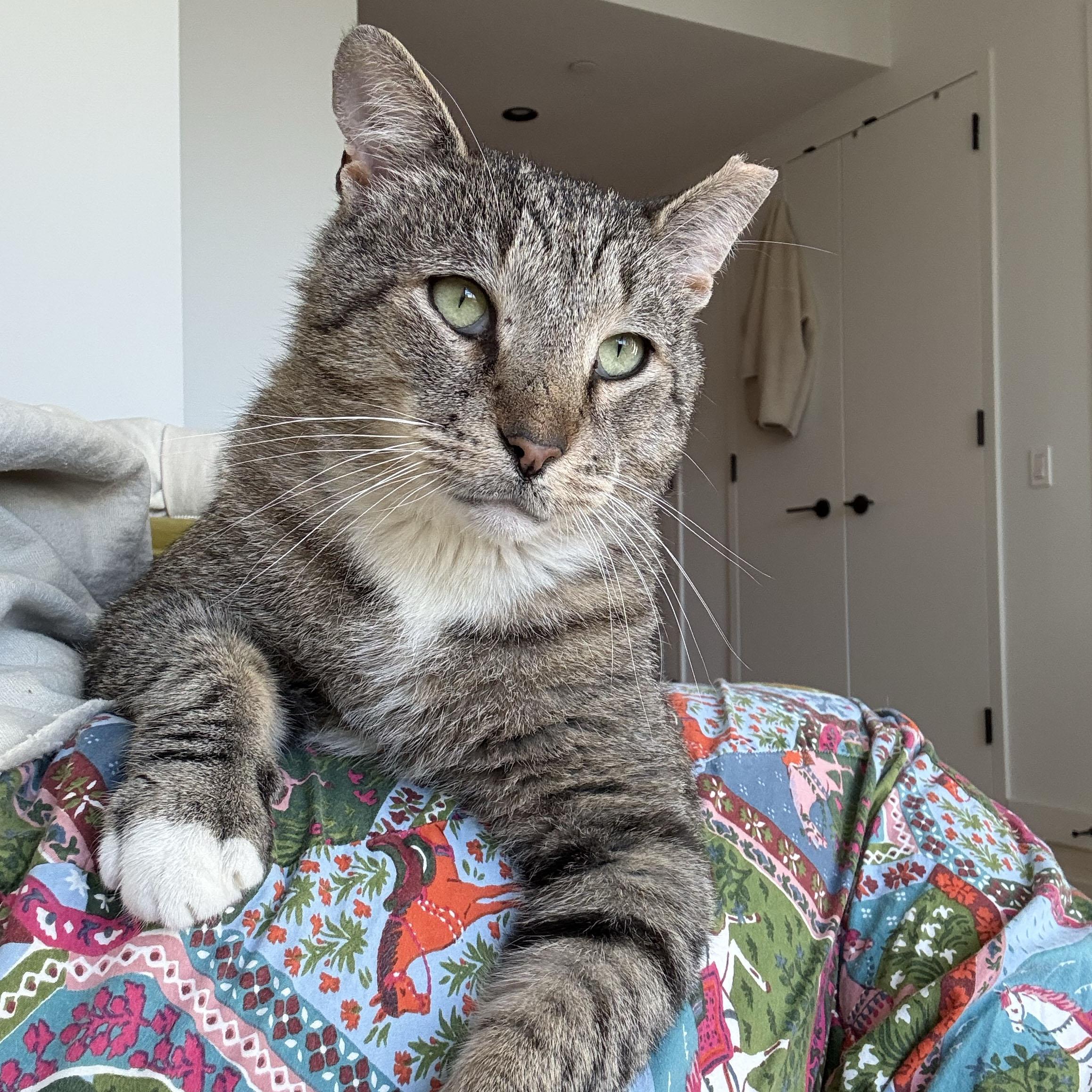 Papa Dew, ADOPTABLE, Young Male Domestic Short Hair.