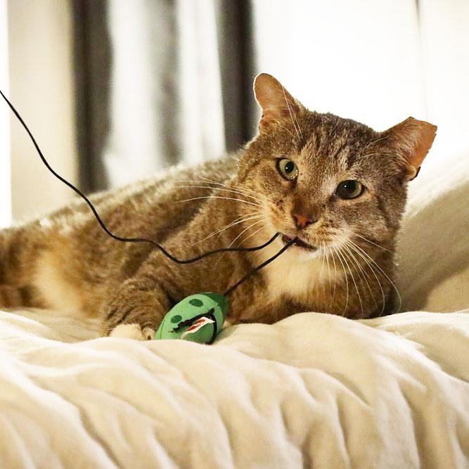 Enlarge Papa Dew, a ADOPTABLE Domestic Short Hair in BROOKLYN, NY image 4/6