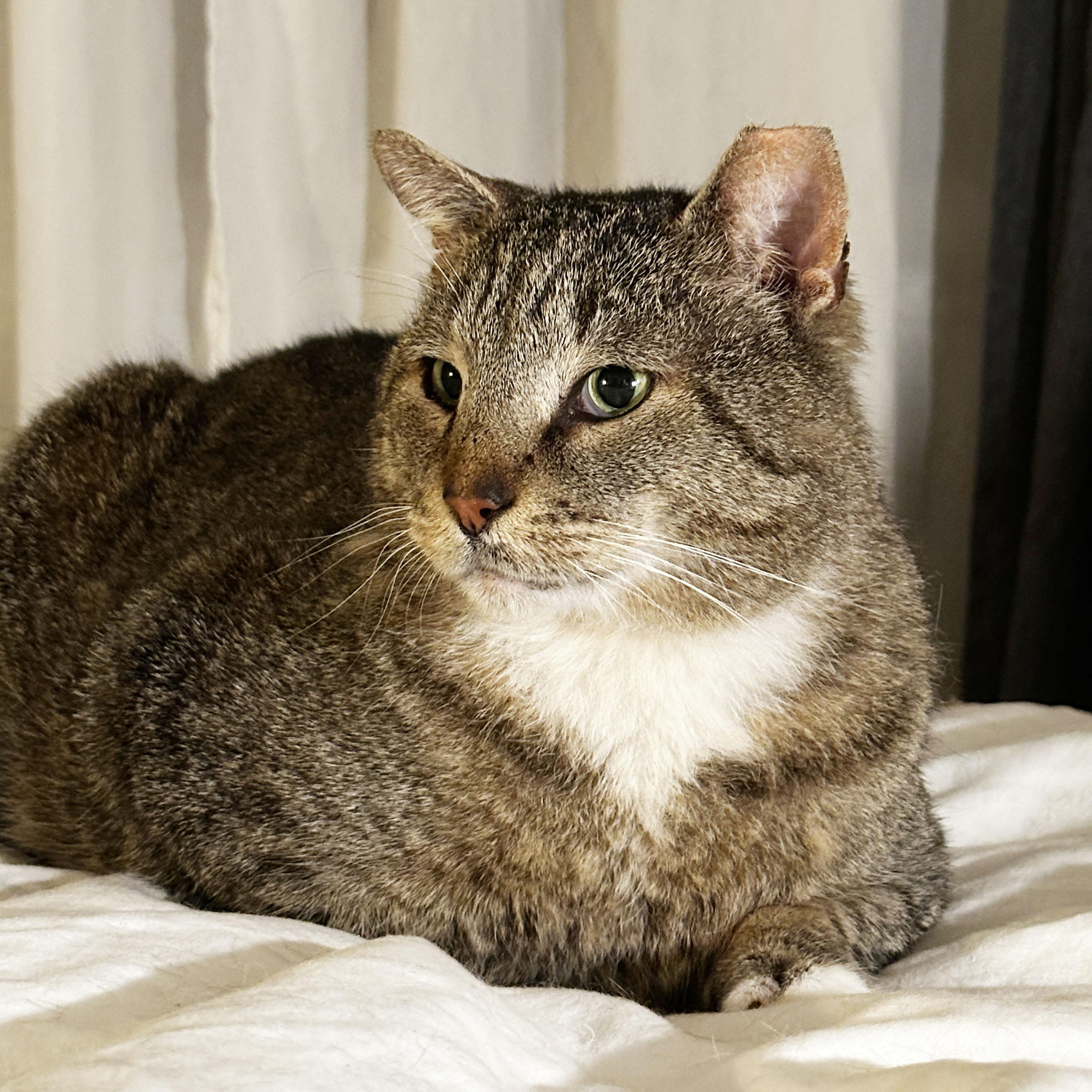 Enlarge Papa Dew, a ADOPTABLE Domestic Short Hair in BROOKLYN, NY image 2/6