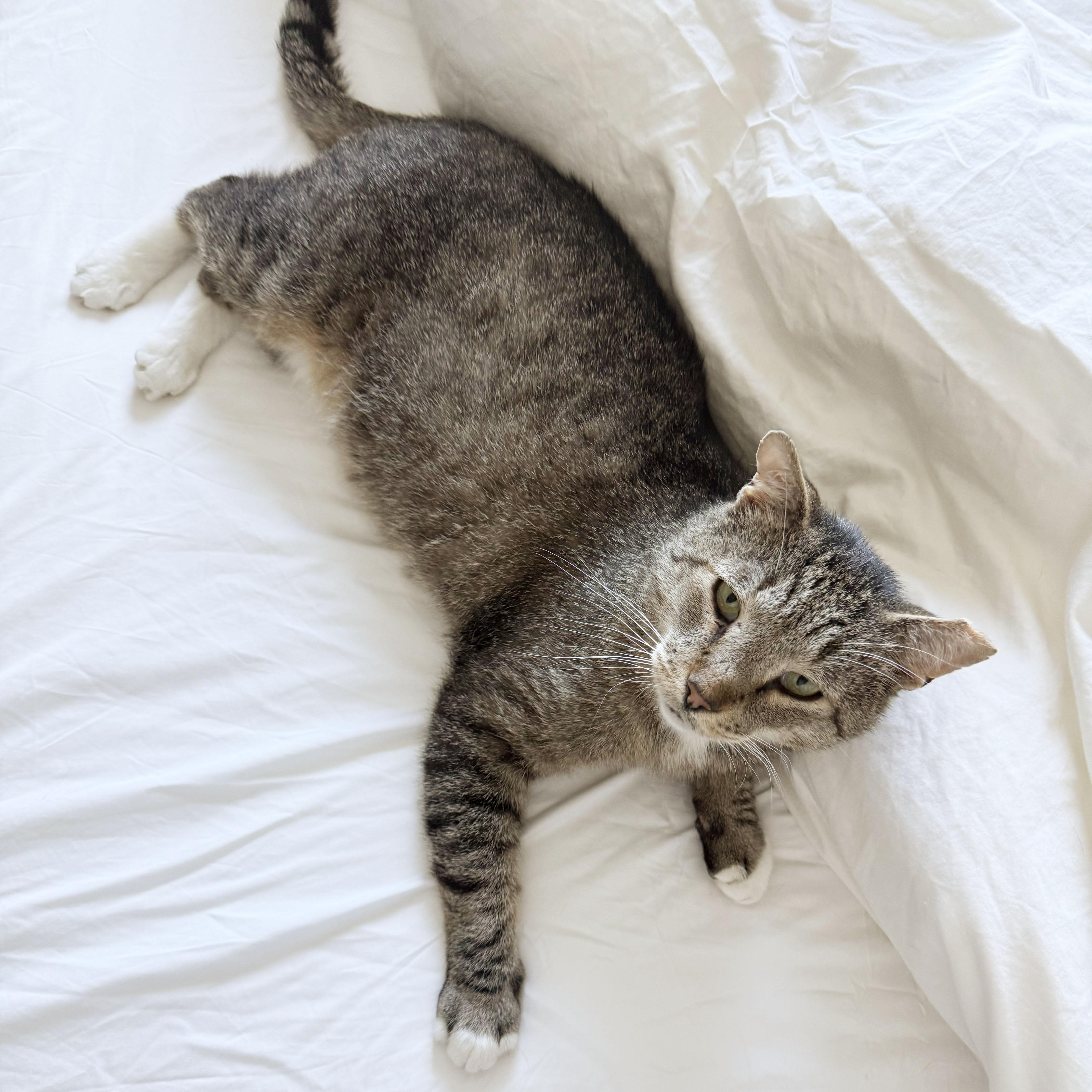Enlarge Papa Dew, a ADOPTABLE Domestic Short Hair in BROOKLYN, NY image 3/6