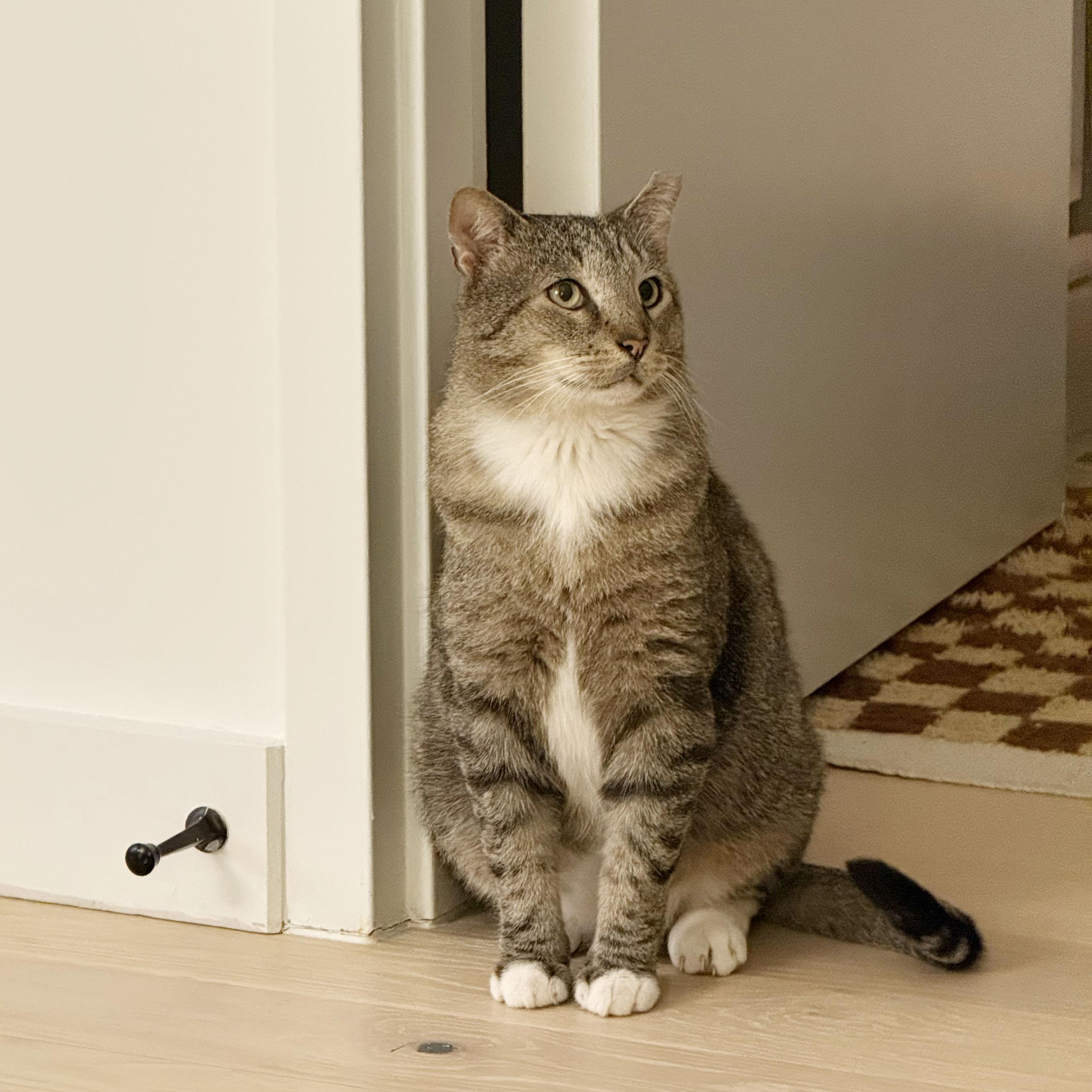 Enlarge Papa Dew, a ADOPTABLE Domestic Short Hair in BROOKLYN, NY image 4/6