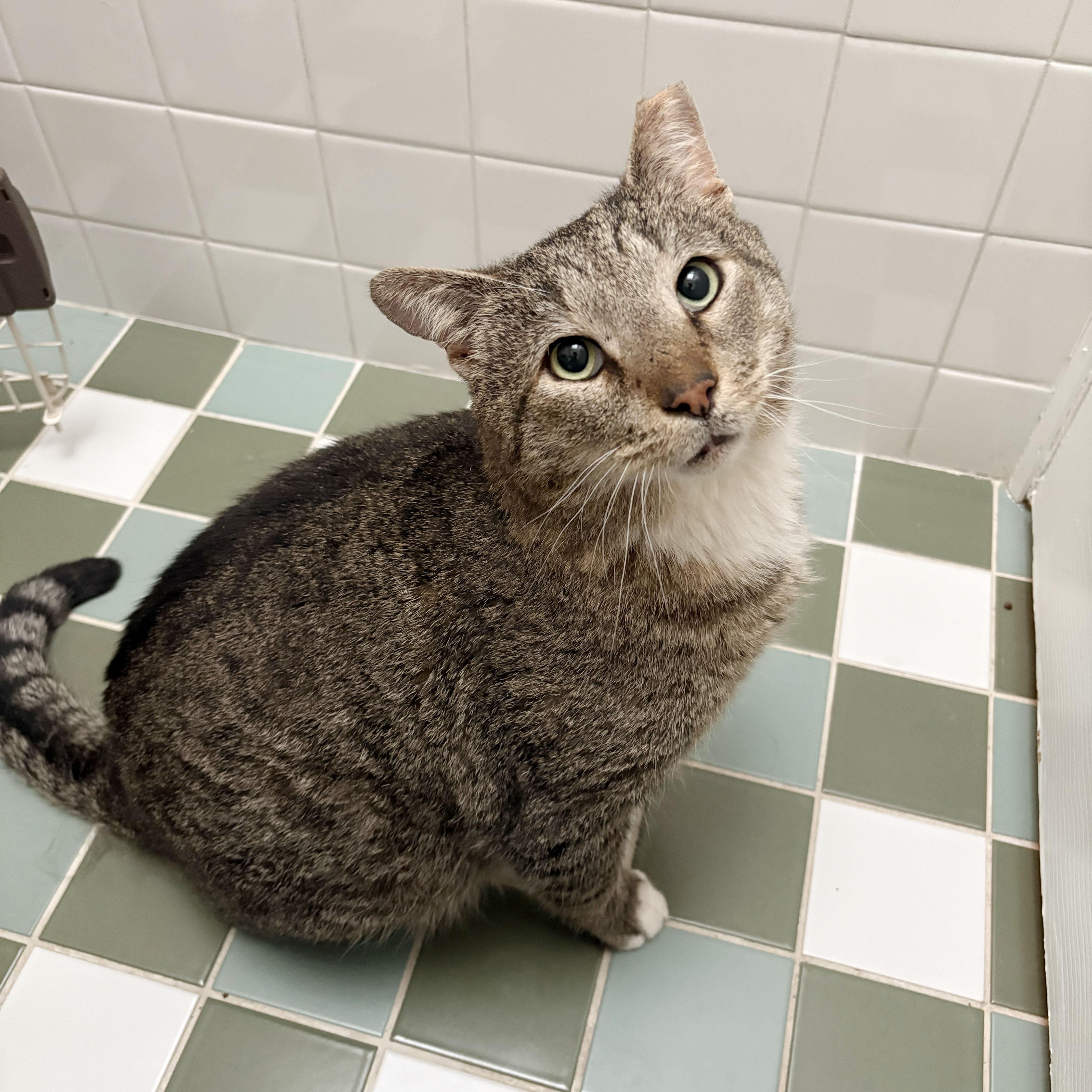 Papa Dew, ADOPTABLE, Young Male Domestic Short Hair.