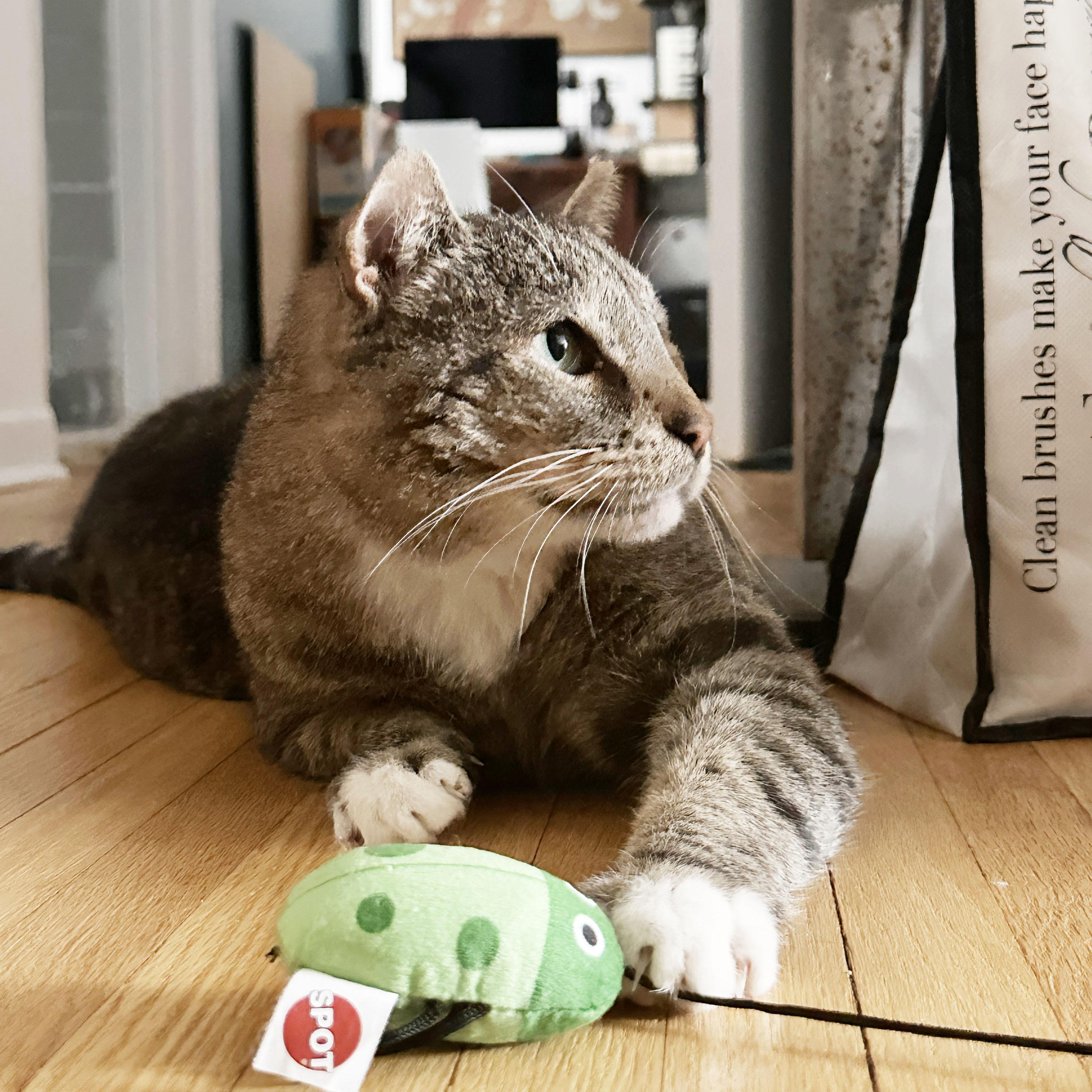 Enlarge Papa Dew, a ADOPTABLE Domestic Short Hair in BROOKLYN, NY image 3/6