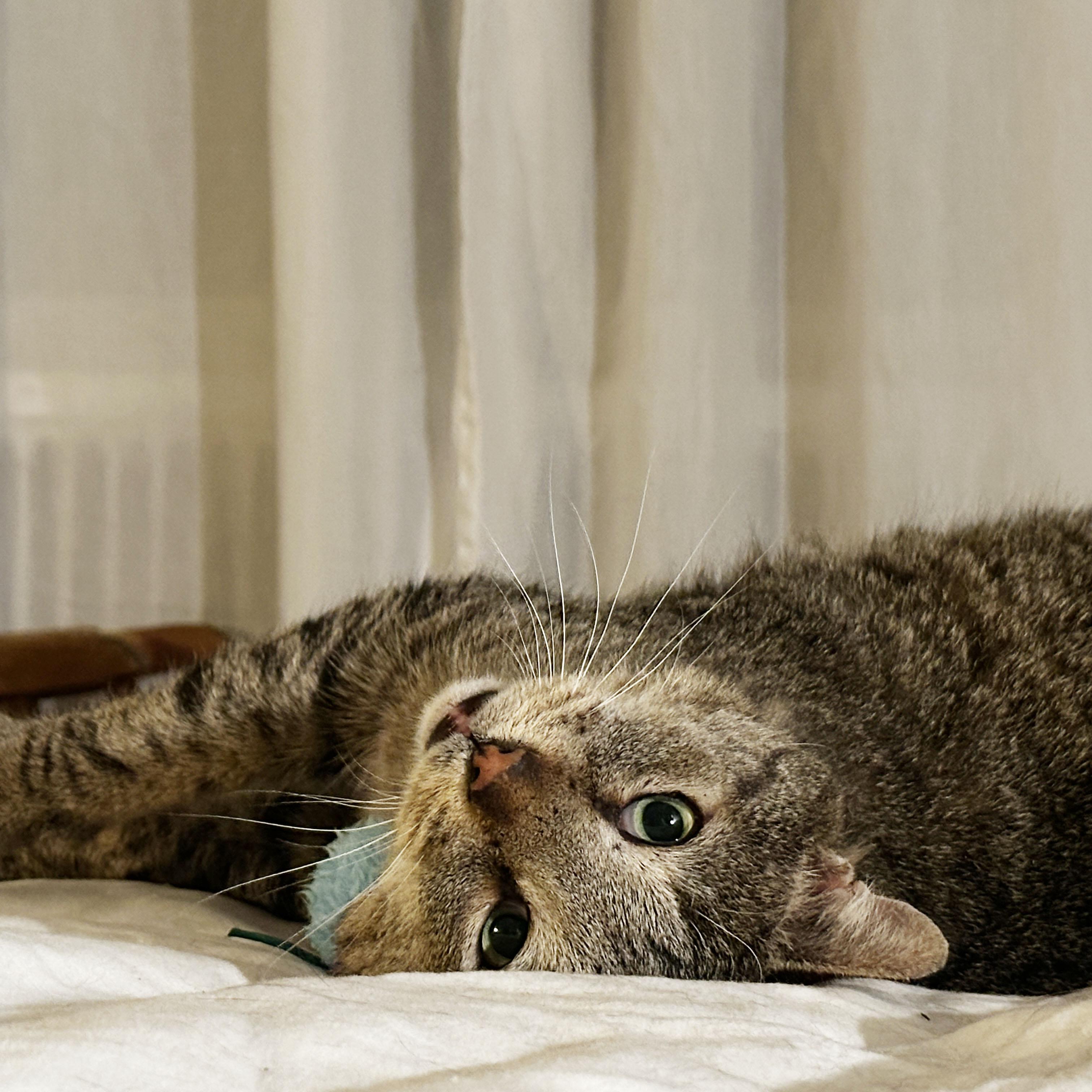 Enlarge Papa Dew, a ADOPTABLE Domestic Short Hair in BROOKLYN, NY image 6/6